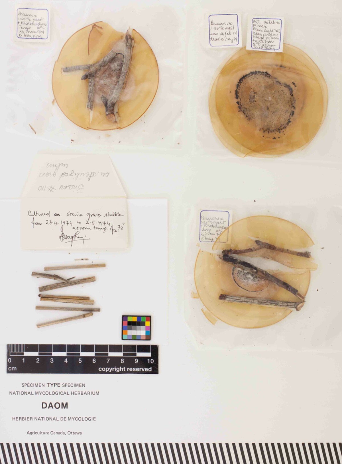 Dwayalomella vaccinii image