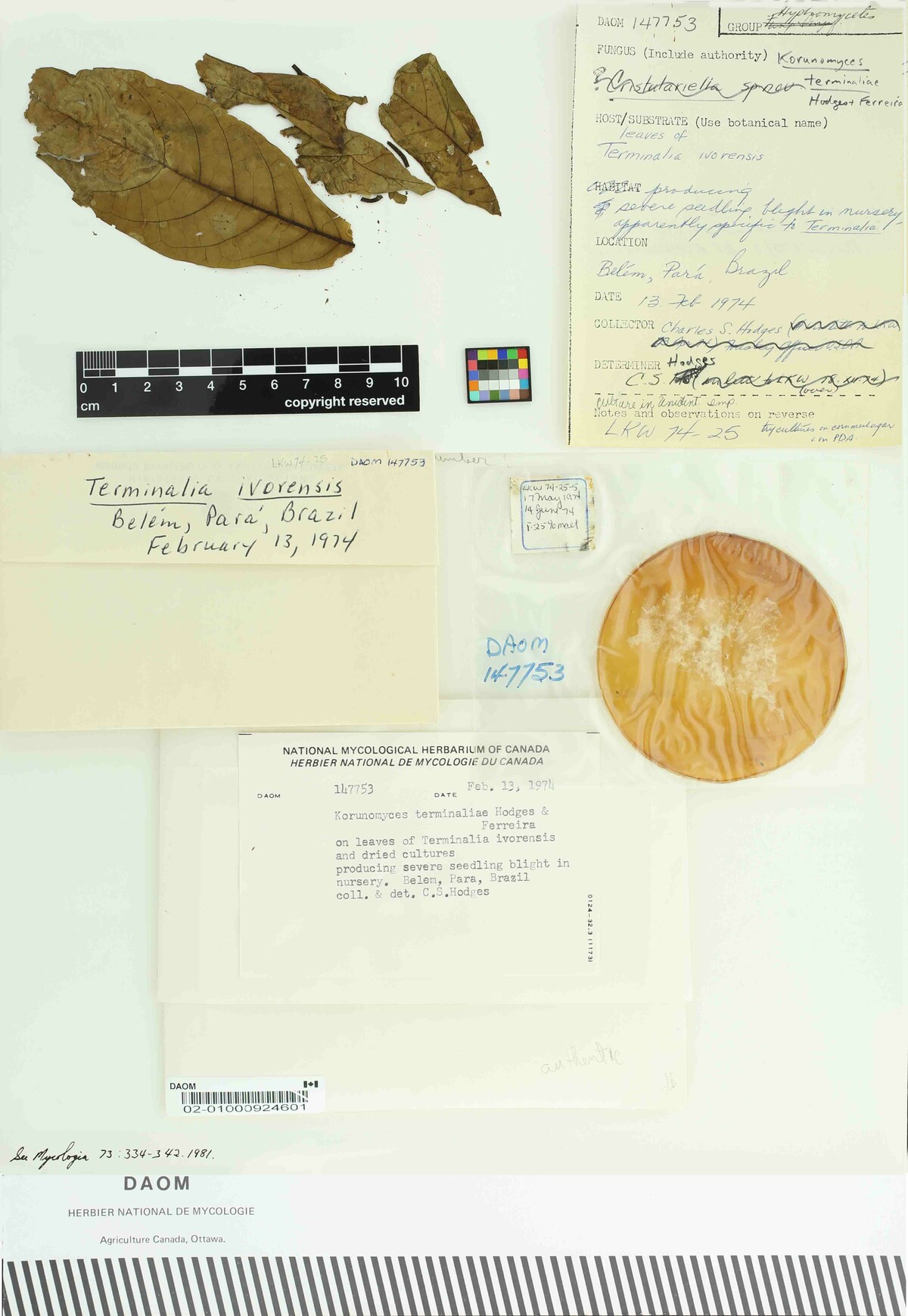 Korunomyces terminaliae image