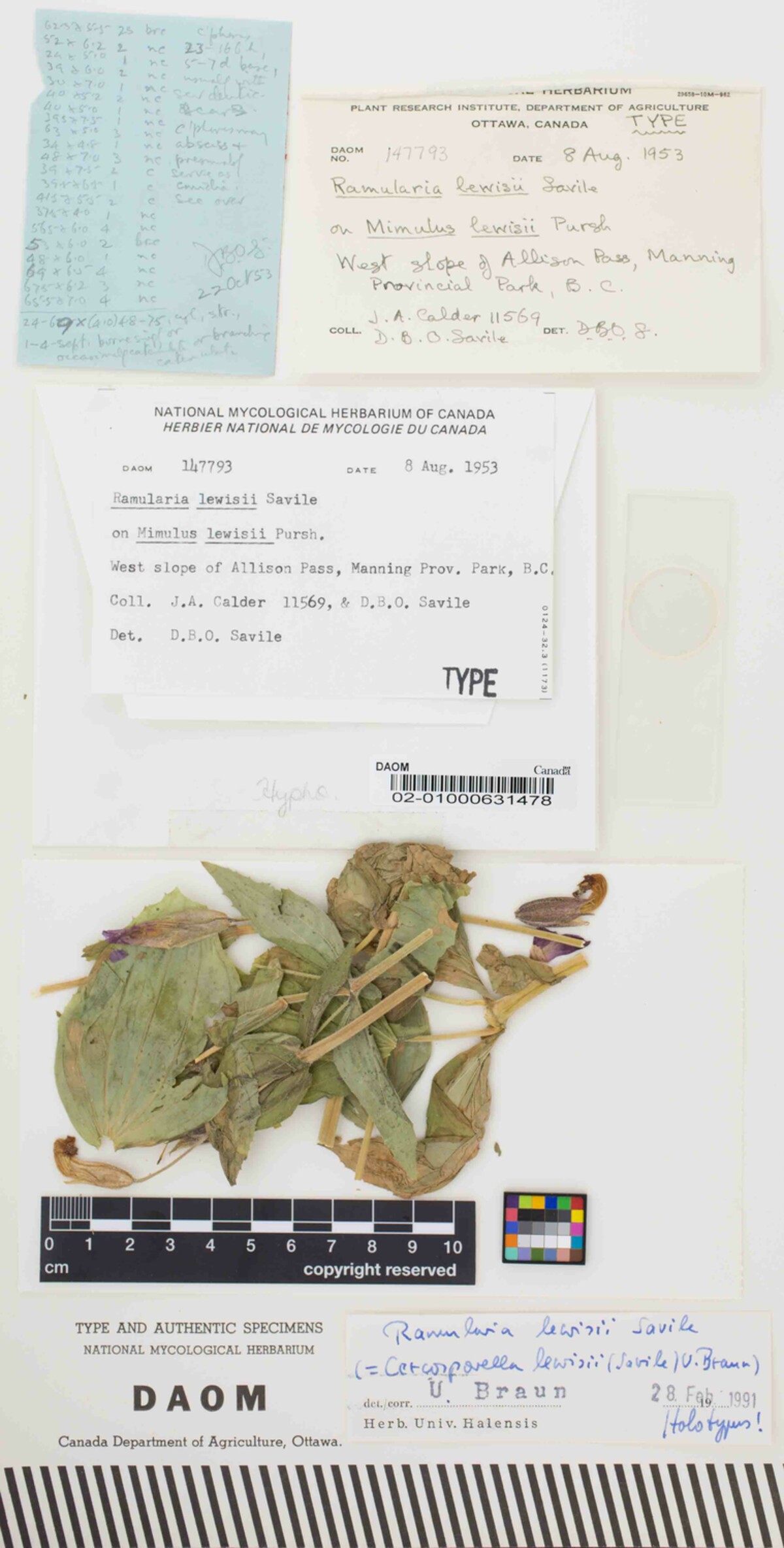 Ramularia lewisii image