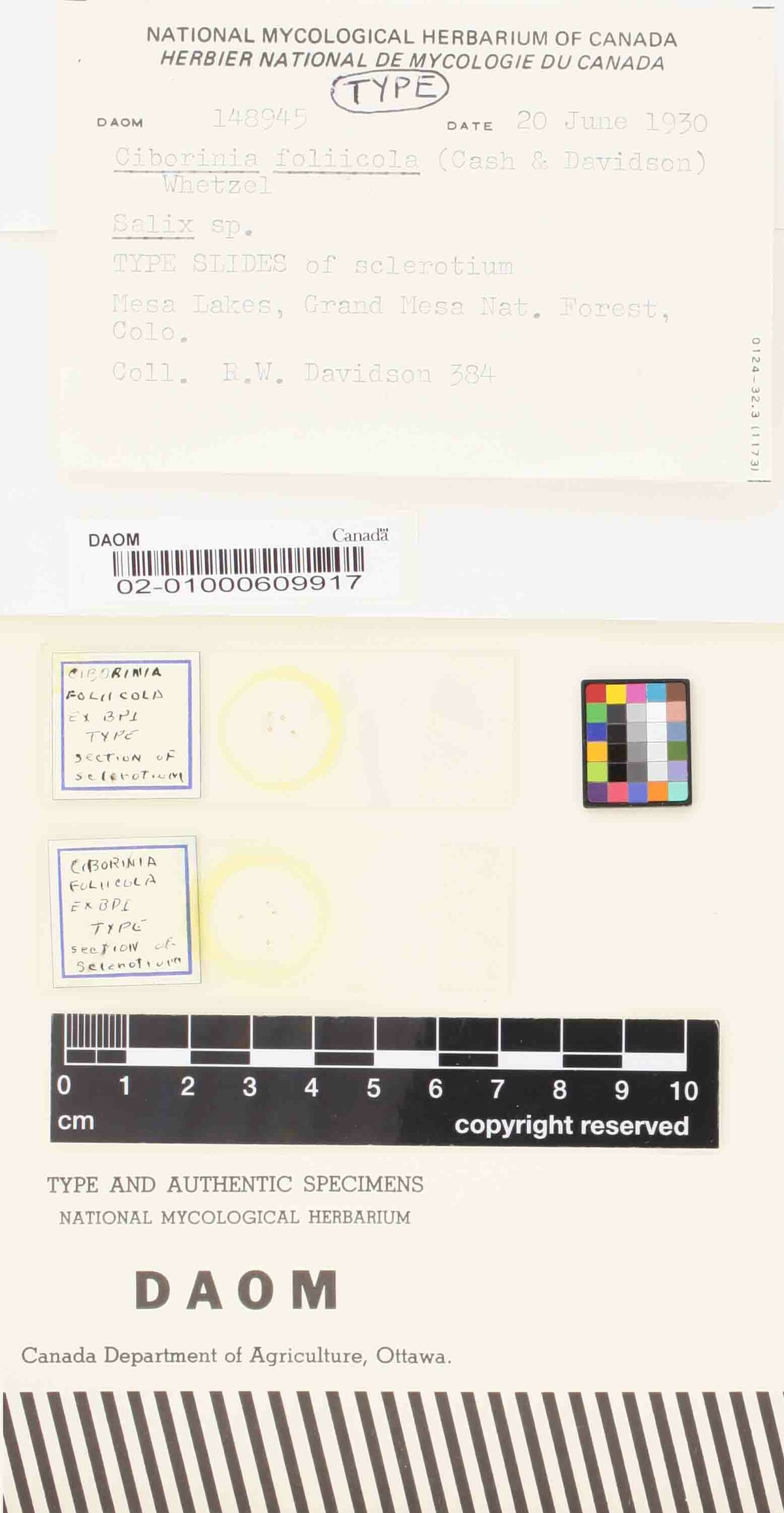 Ciborinia foliicola image