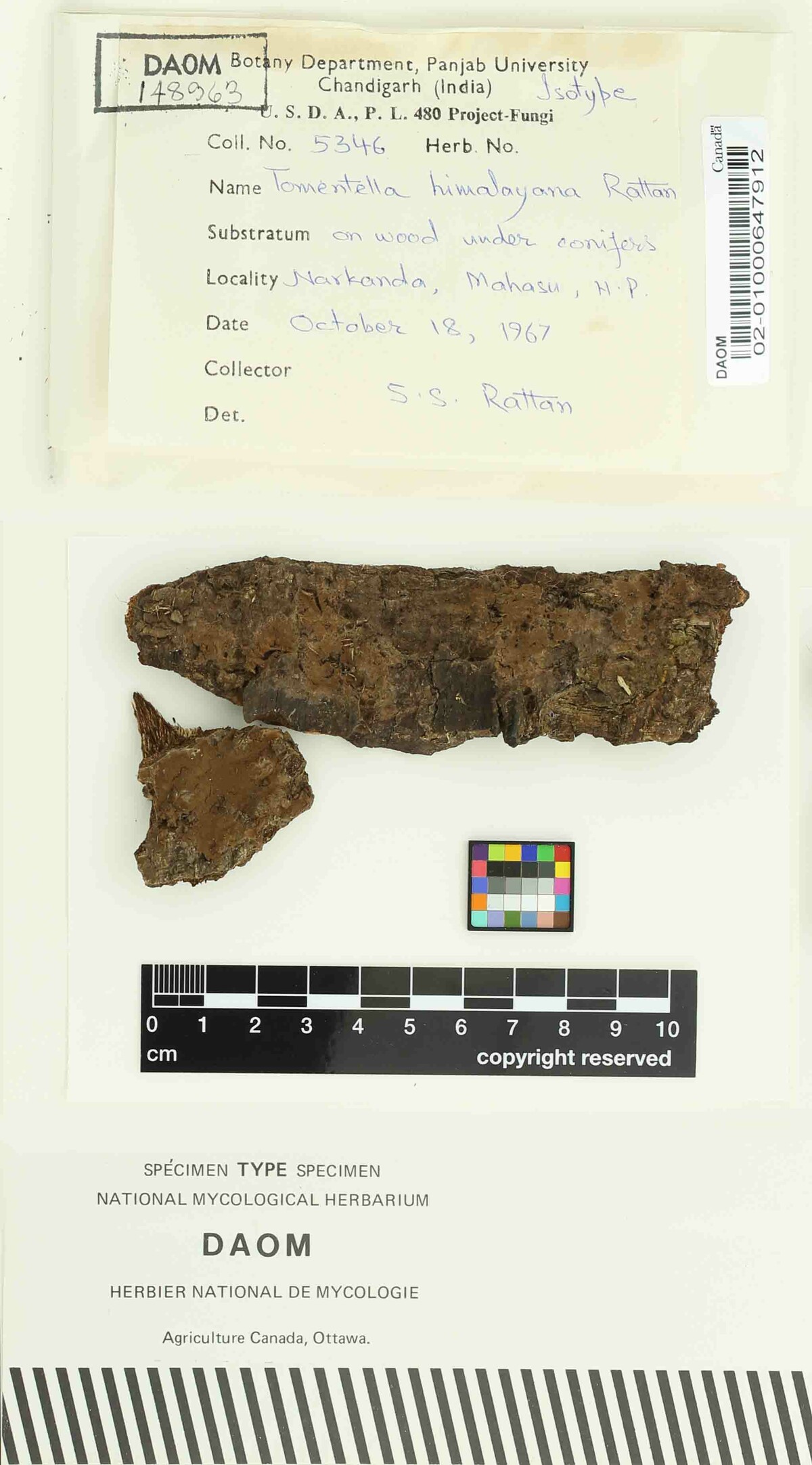 Tomentella himalayana image