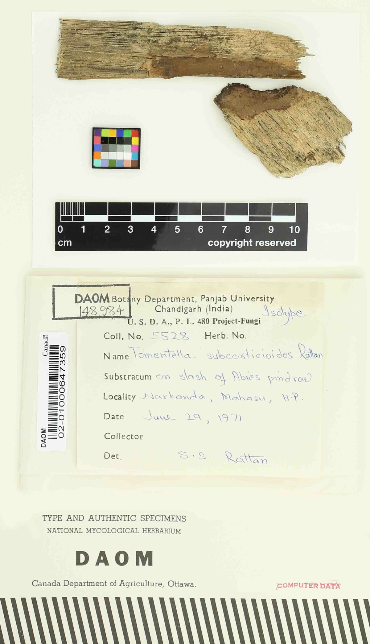 Tomentella subcorticioides image