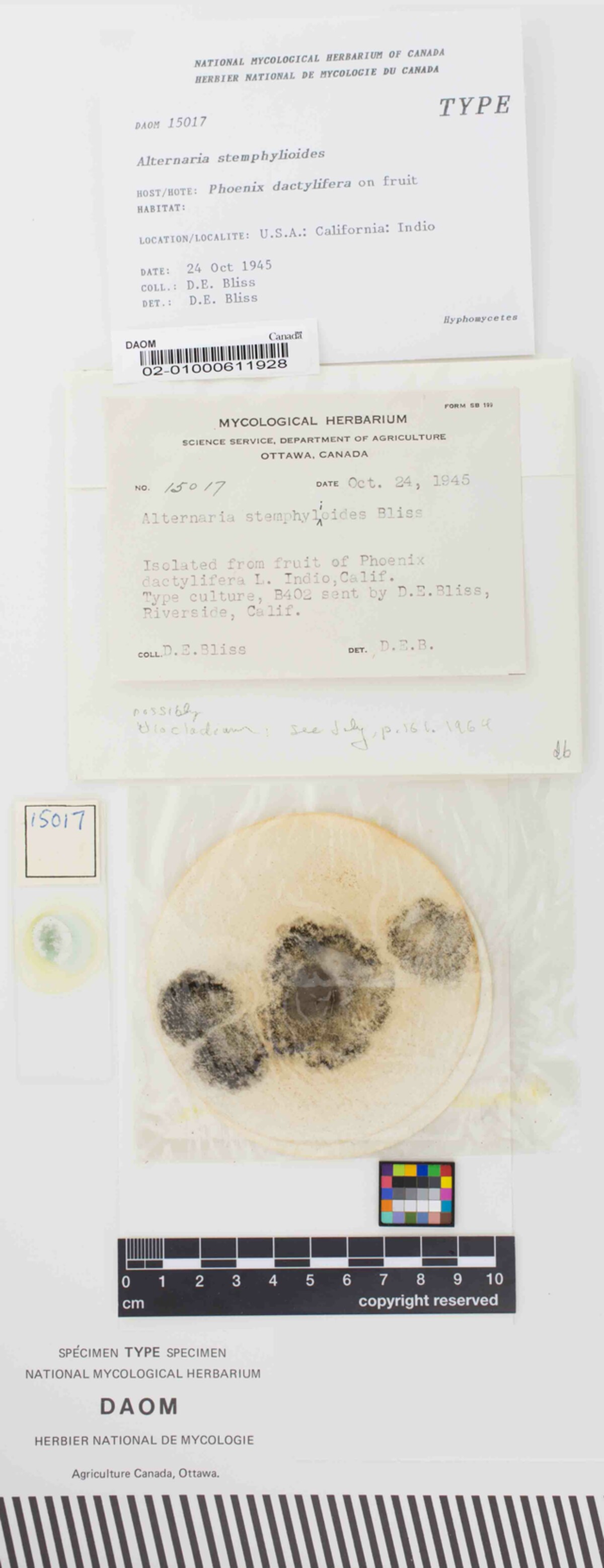 Ulocladium image