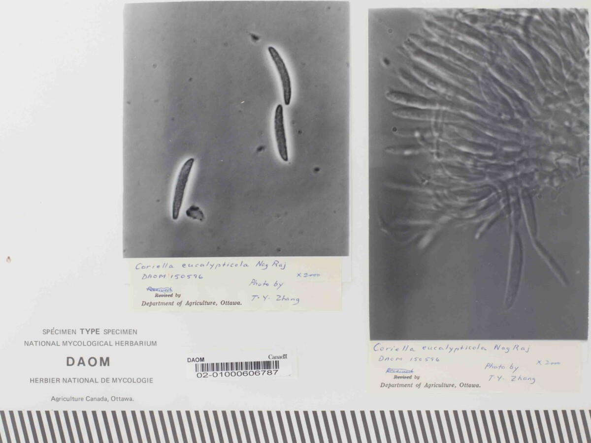 Coniella image