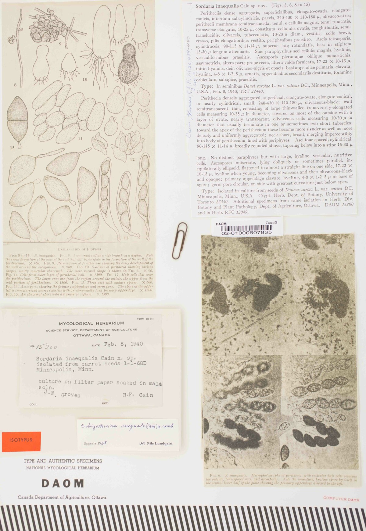Sordaria inaequalis image