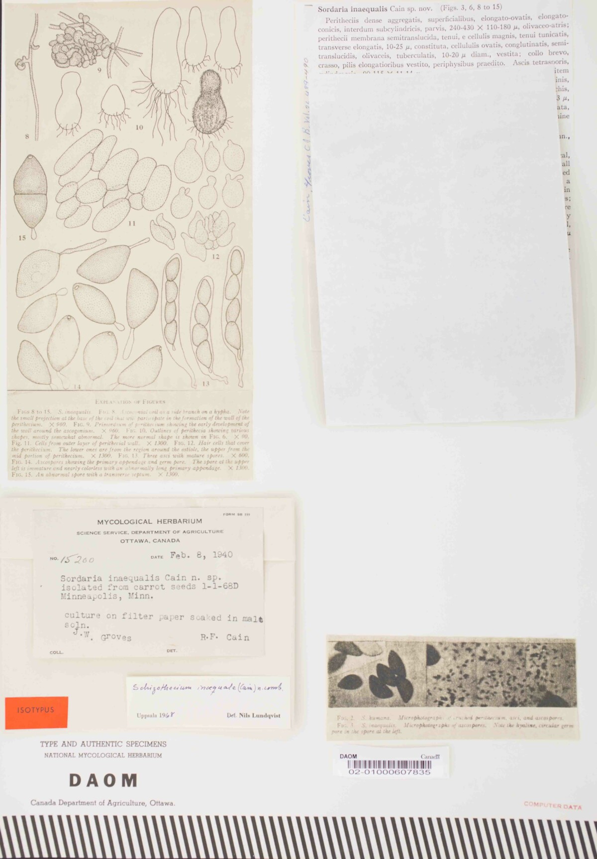 Sordaria inaequalis image