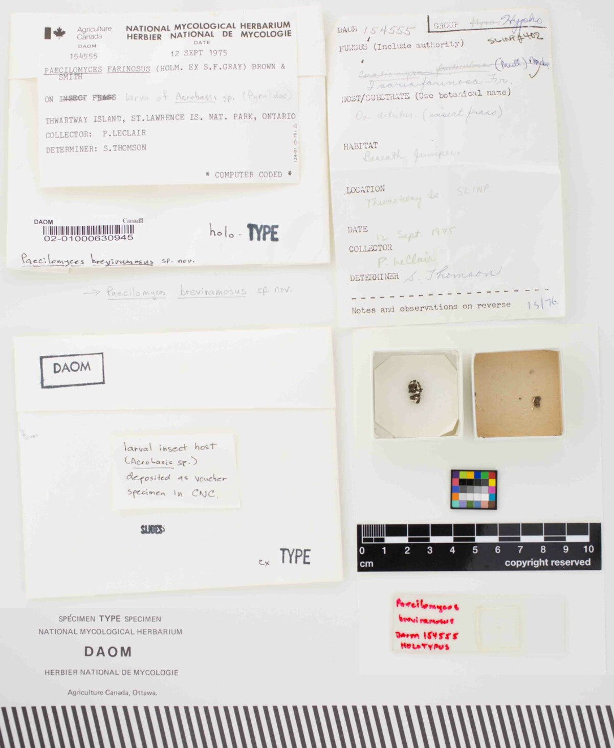 Paecilomyces breviramosus image