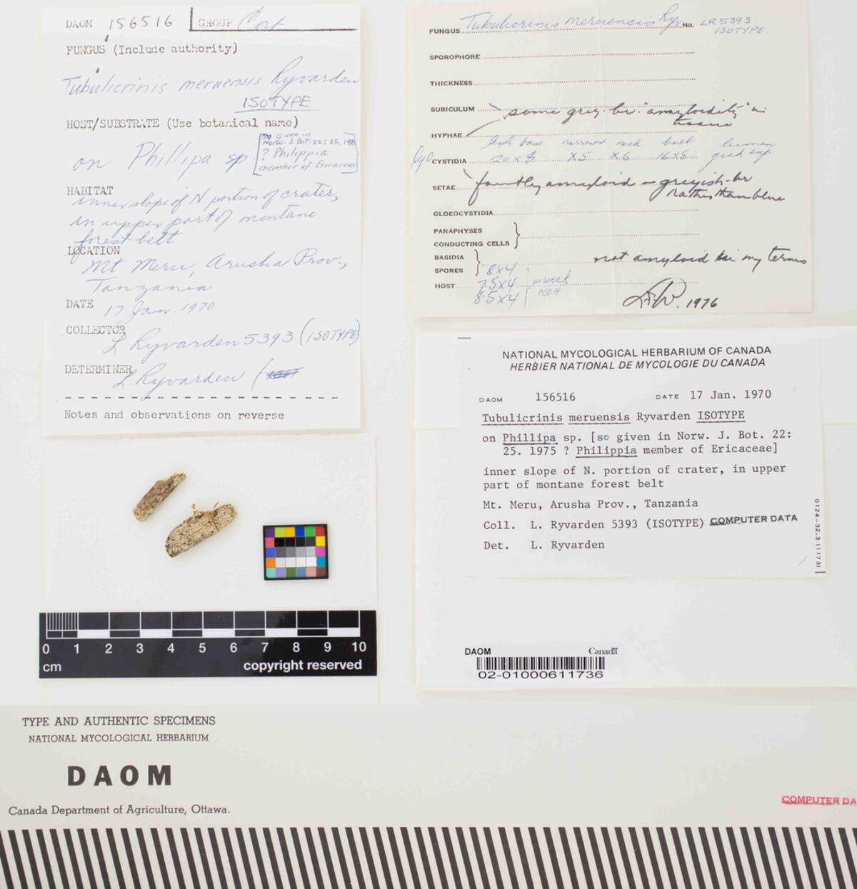 Tubulicrinis meruensis image