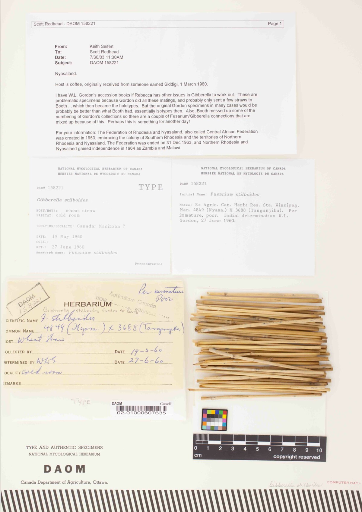 Gibberella stilboides image