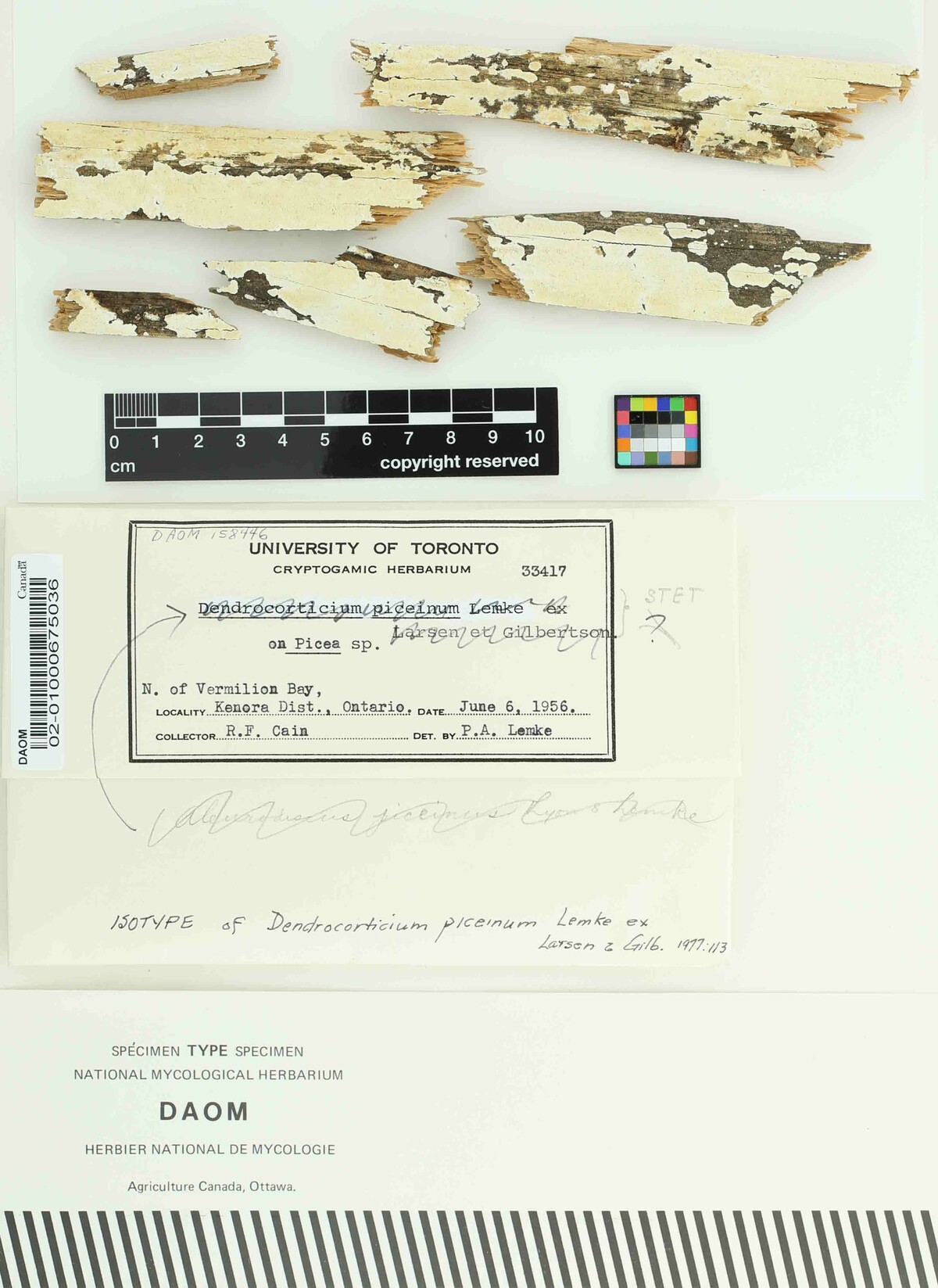 Dendrocorticium piceinum image