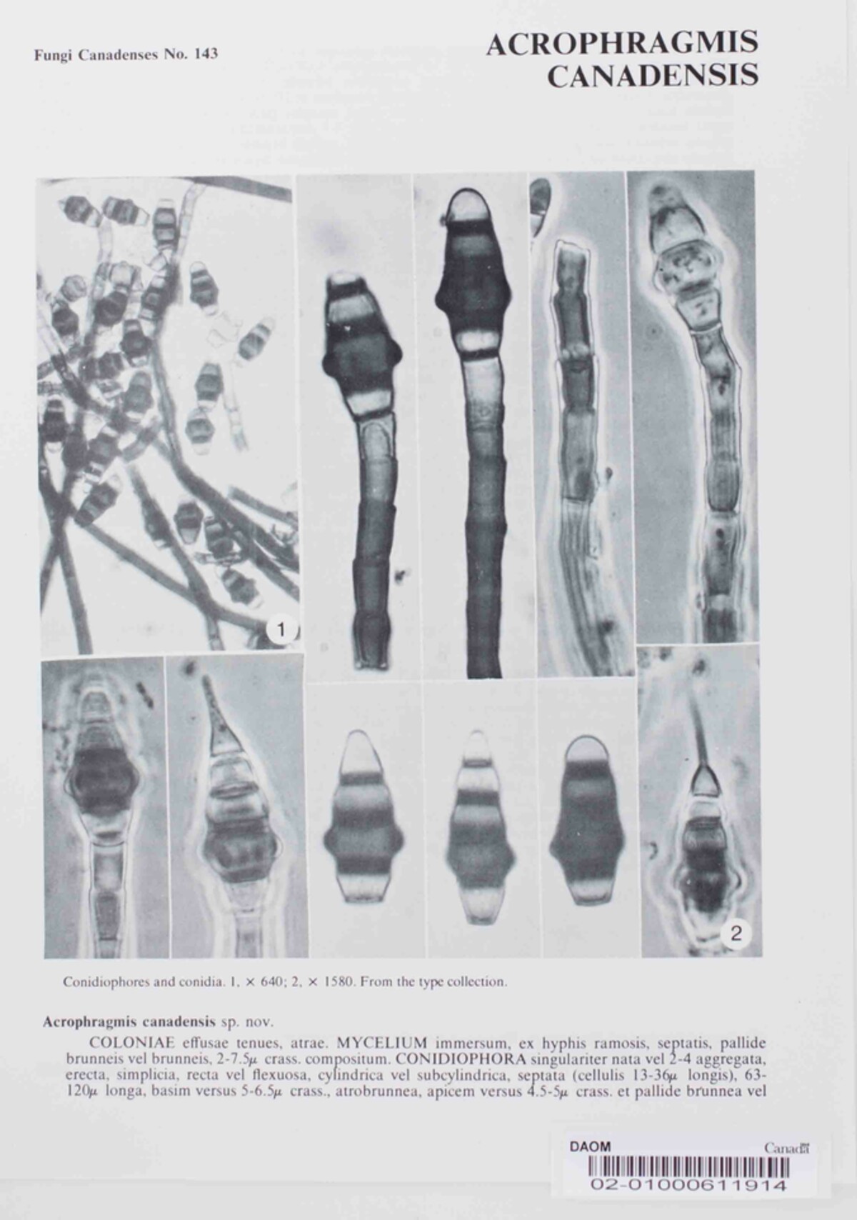 Acrophragmis canadensis image