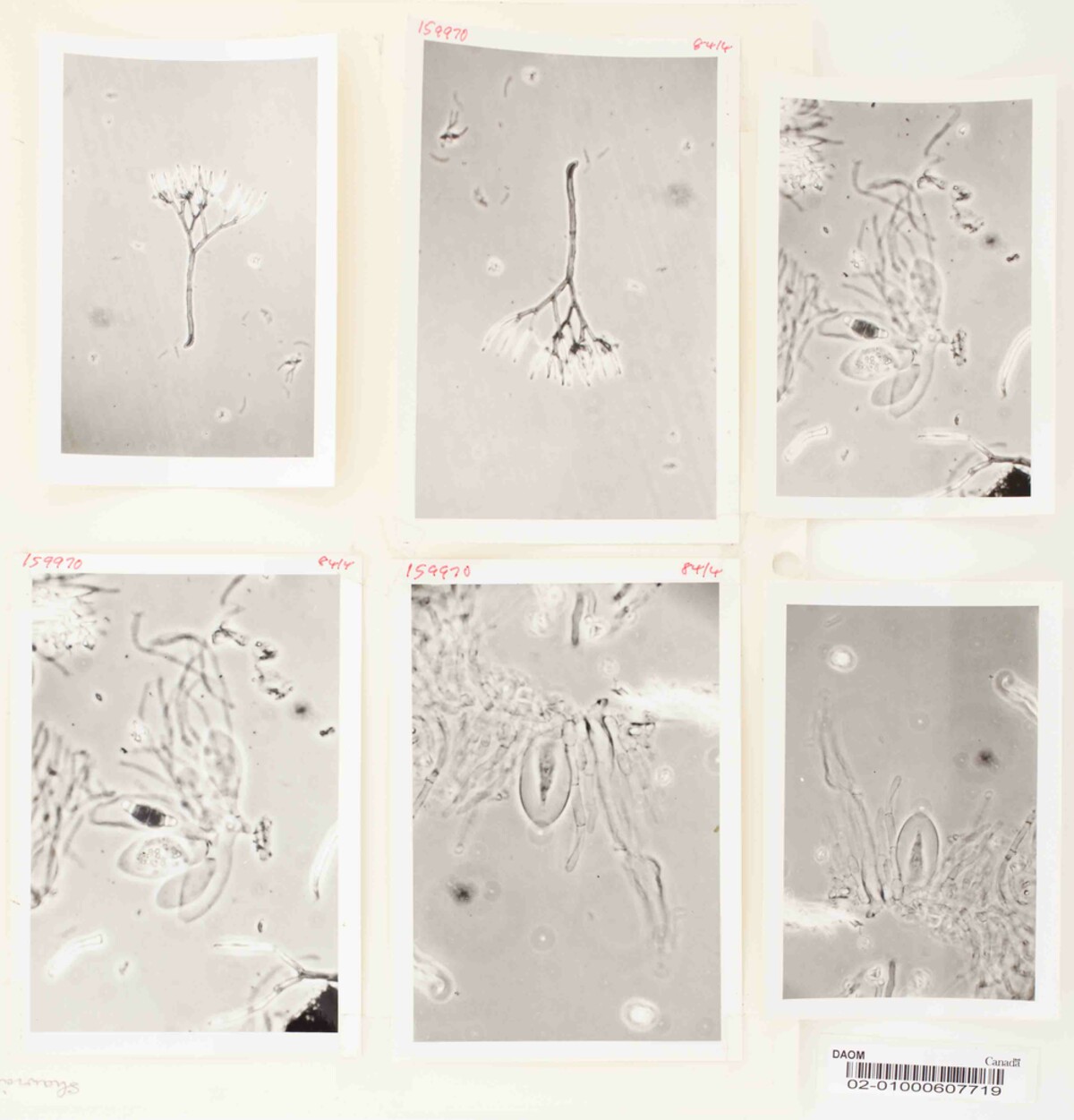 Meliolina shawiae image