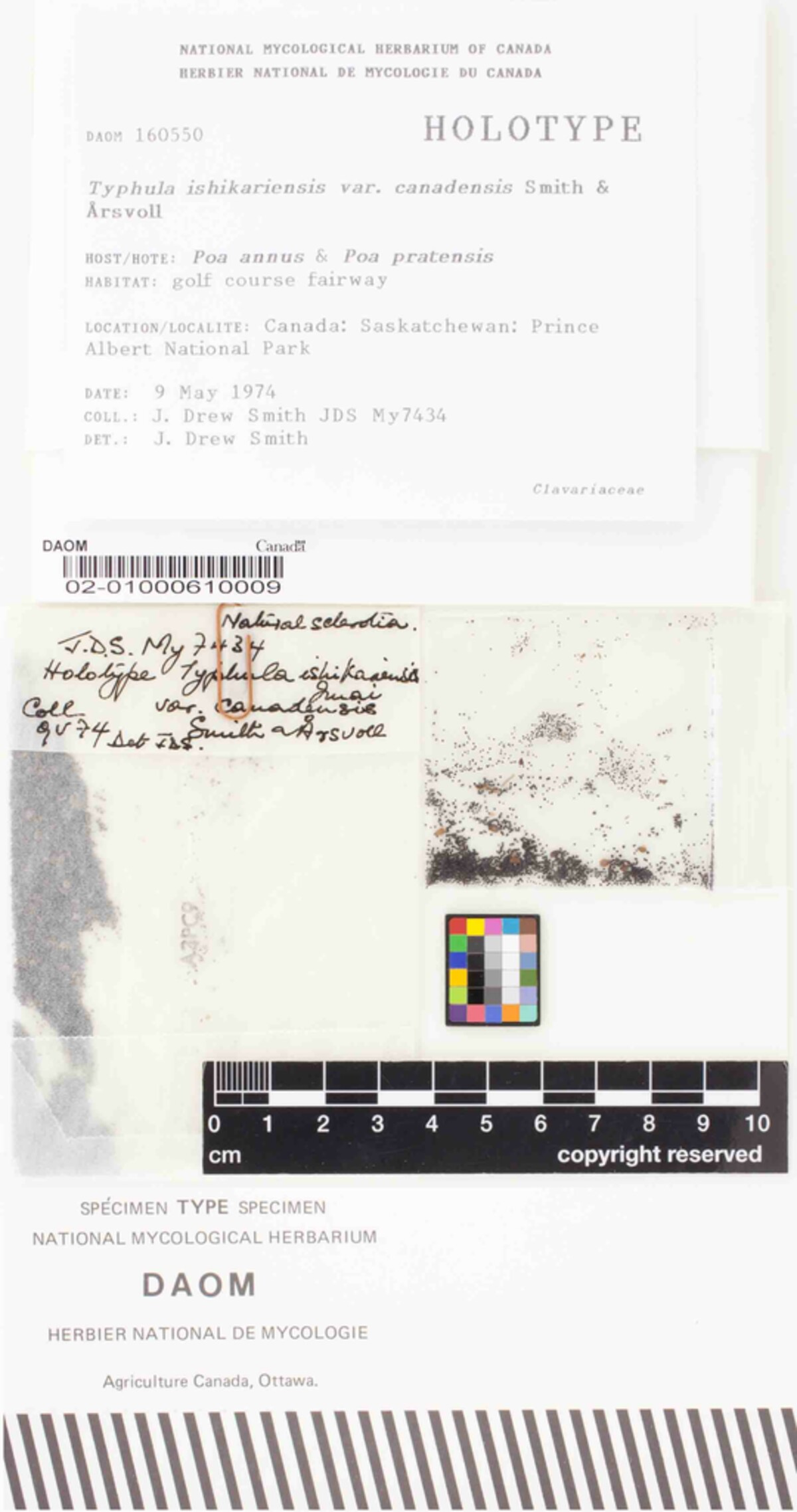 Typhula ishikariensis var. canadensis image