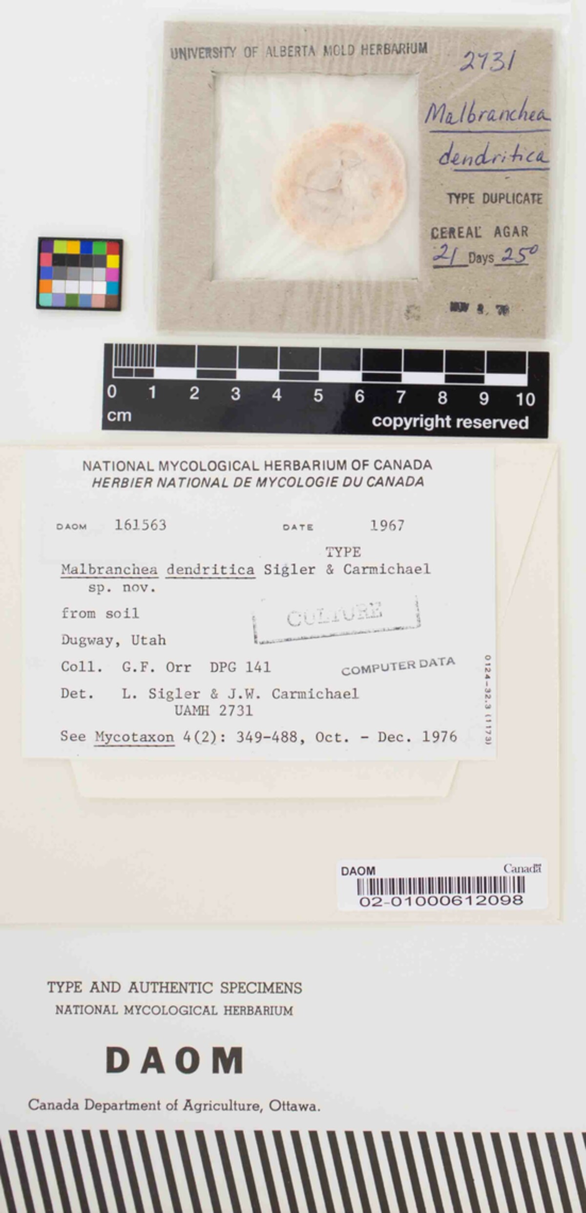 Malbranchea dendritica image