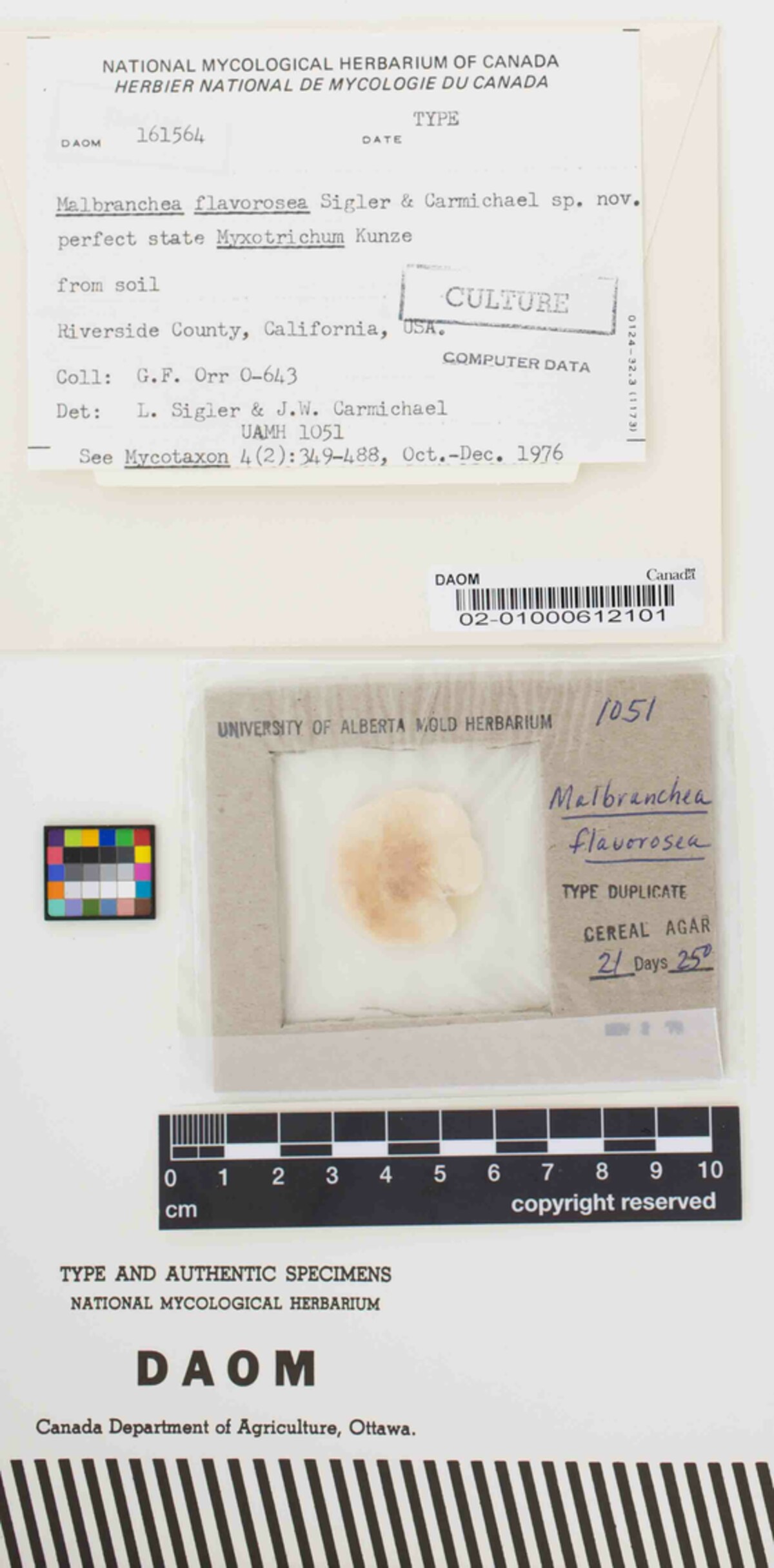 Malbranchea flavorosea image