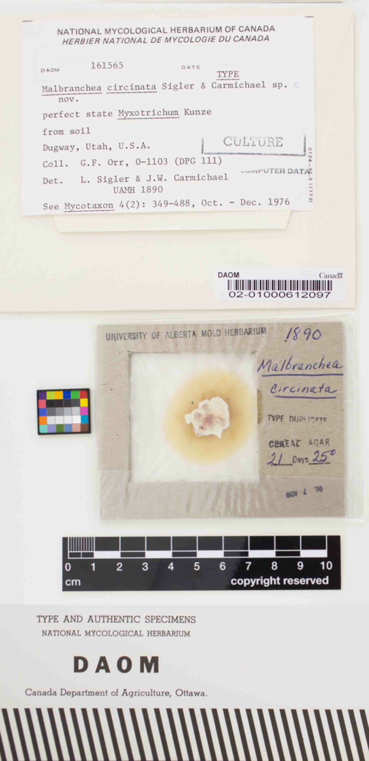 Malbranchea circinata image