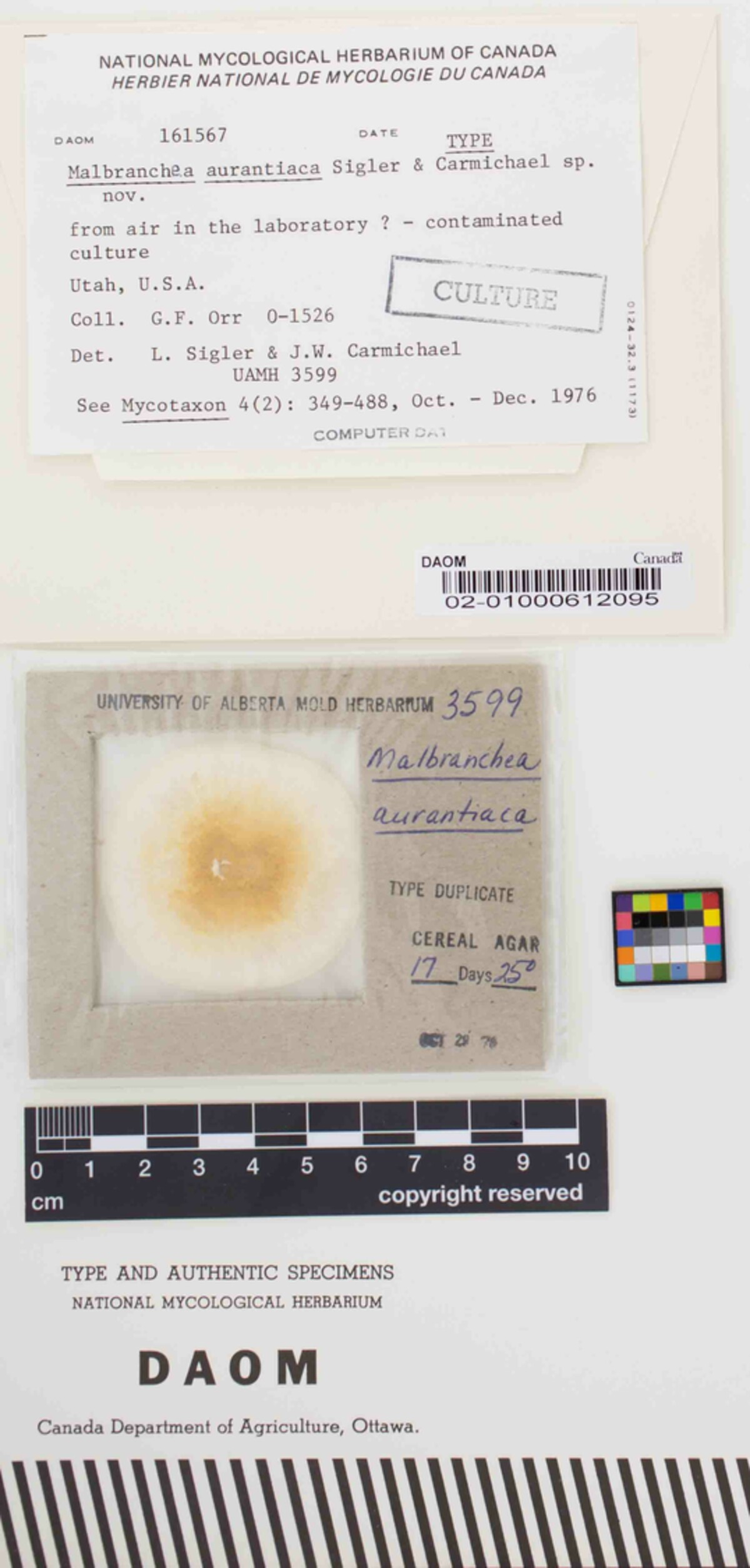 Malbranchea aurantiaca image