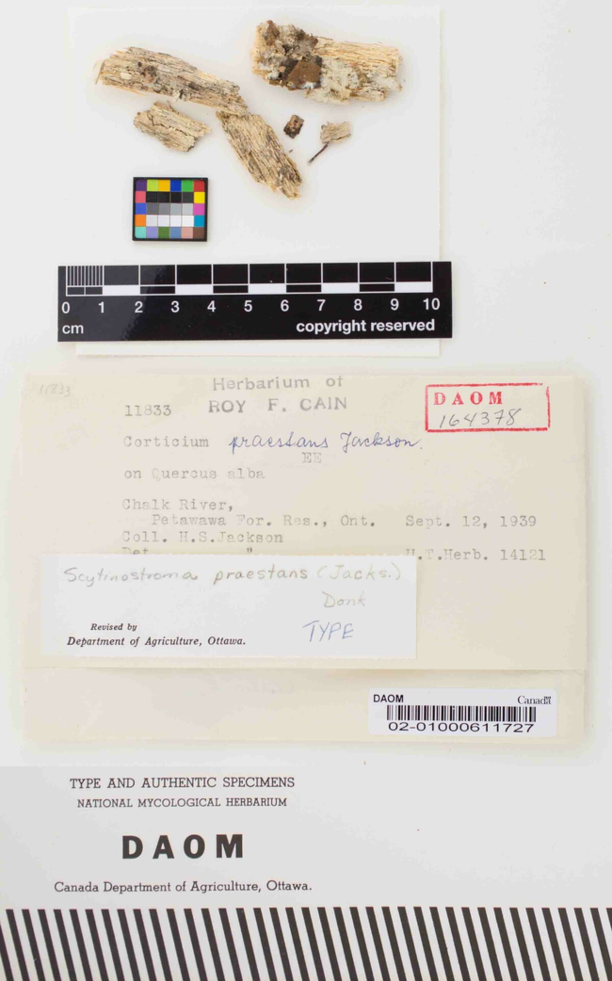 Scytinostroma praestans image