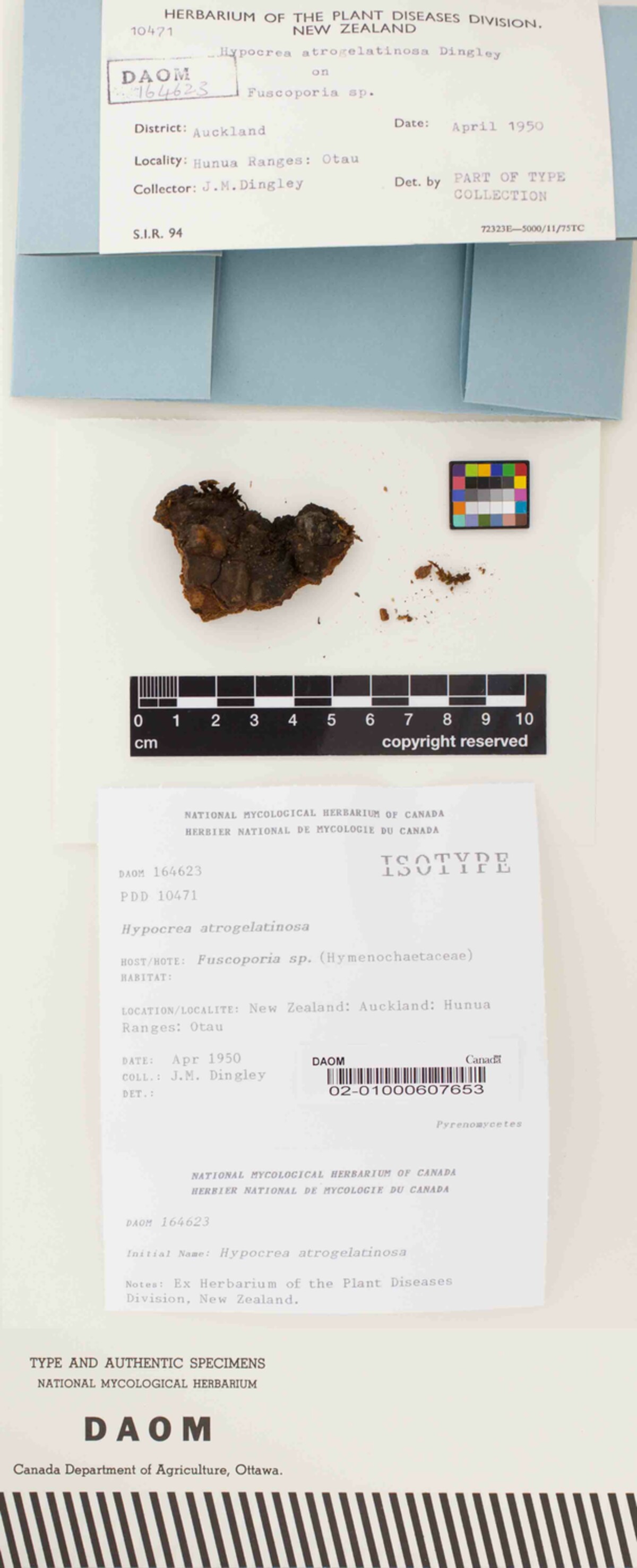 Hypocrea atrogelatinosa image
