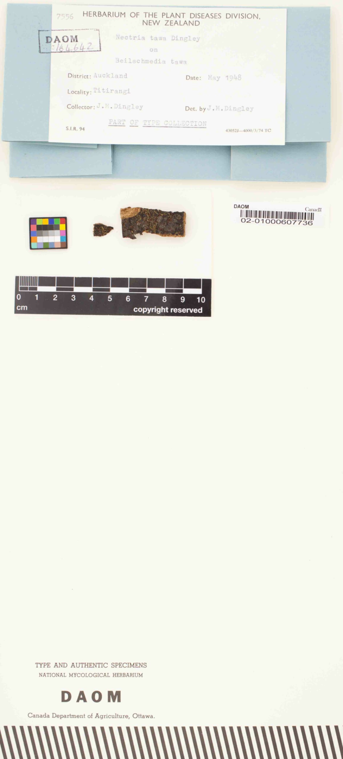 Nectria tawa image
