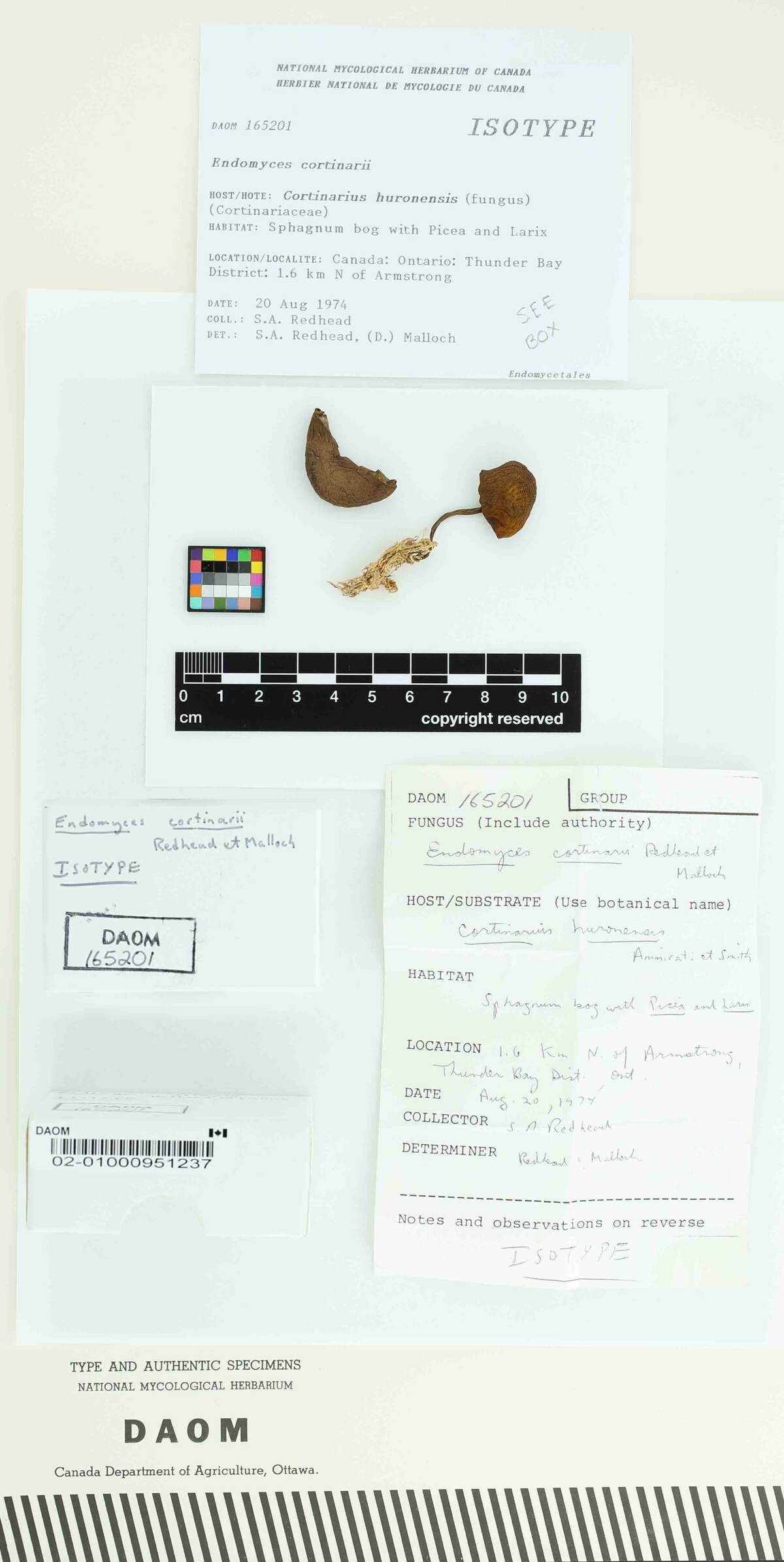 Endomyces cortinarii image