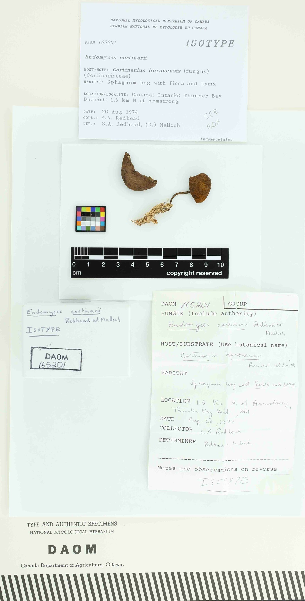 Endomyces cortinarii image