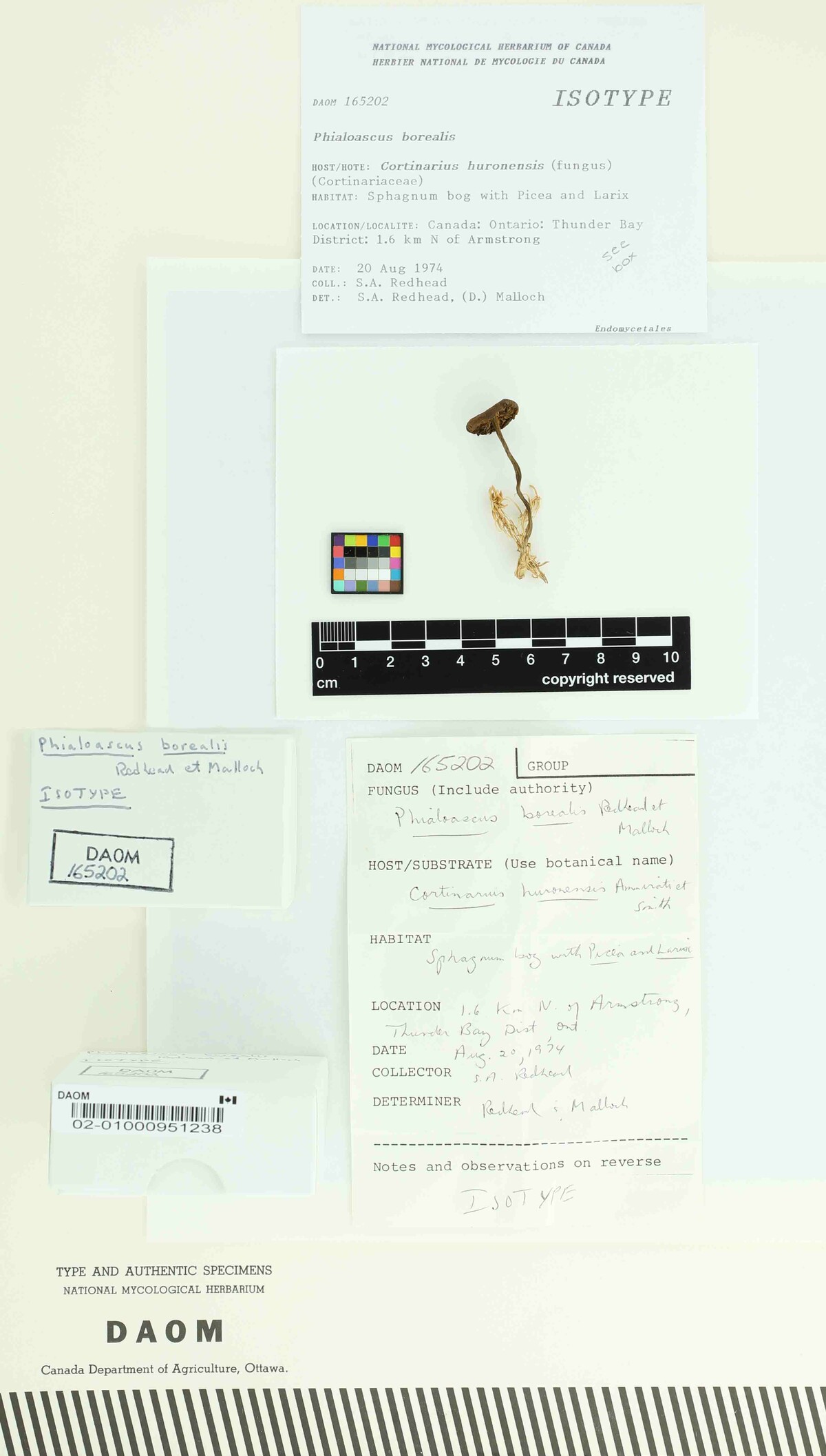 Phialoascus borealis image