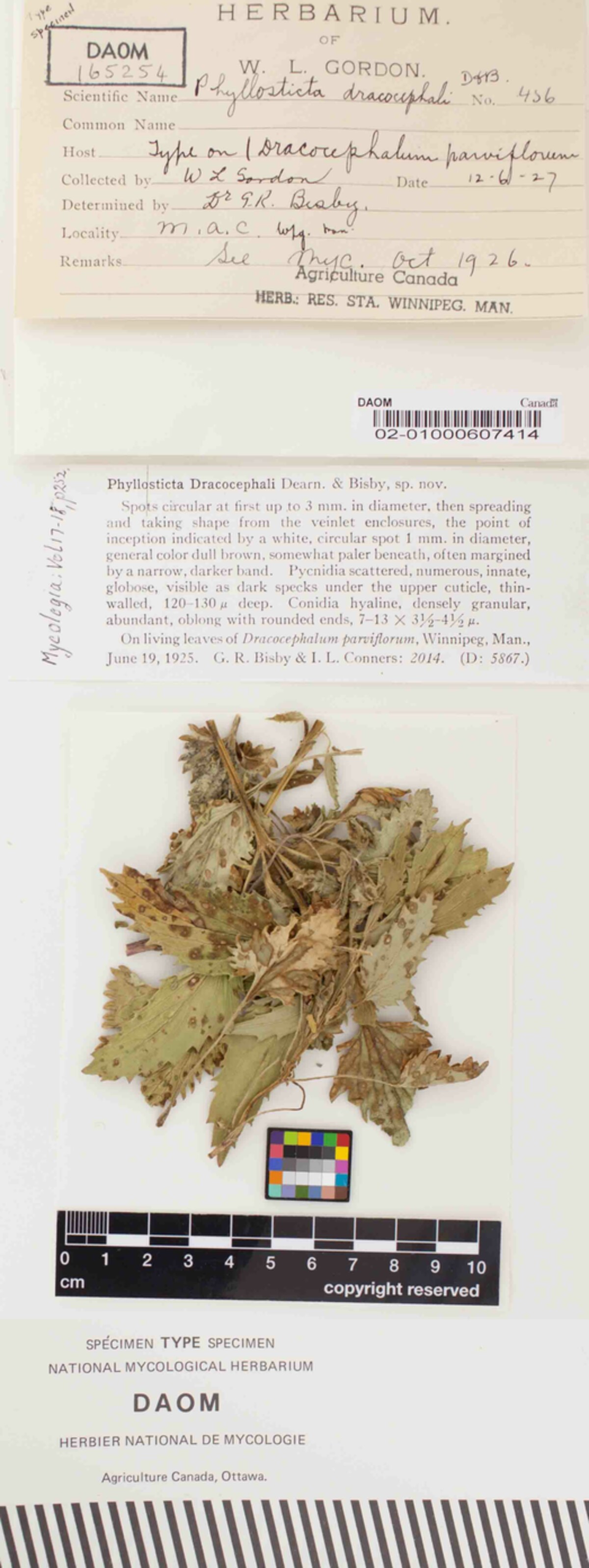 Phyllosticta dracocephali image
