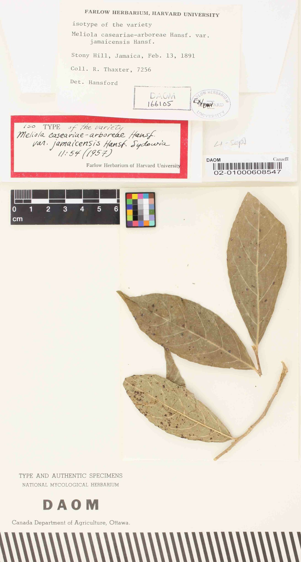 Meliola caseariae-arboreae var. jamaicensis image