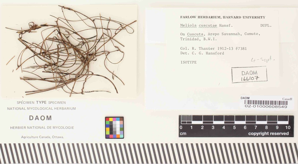 Meliola cuscutae image