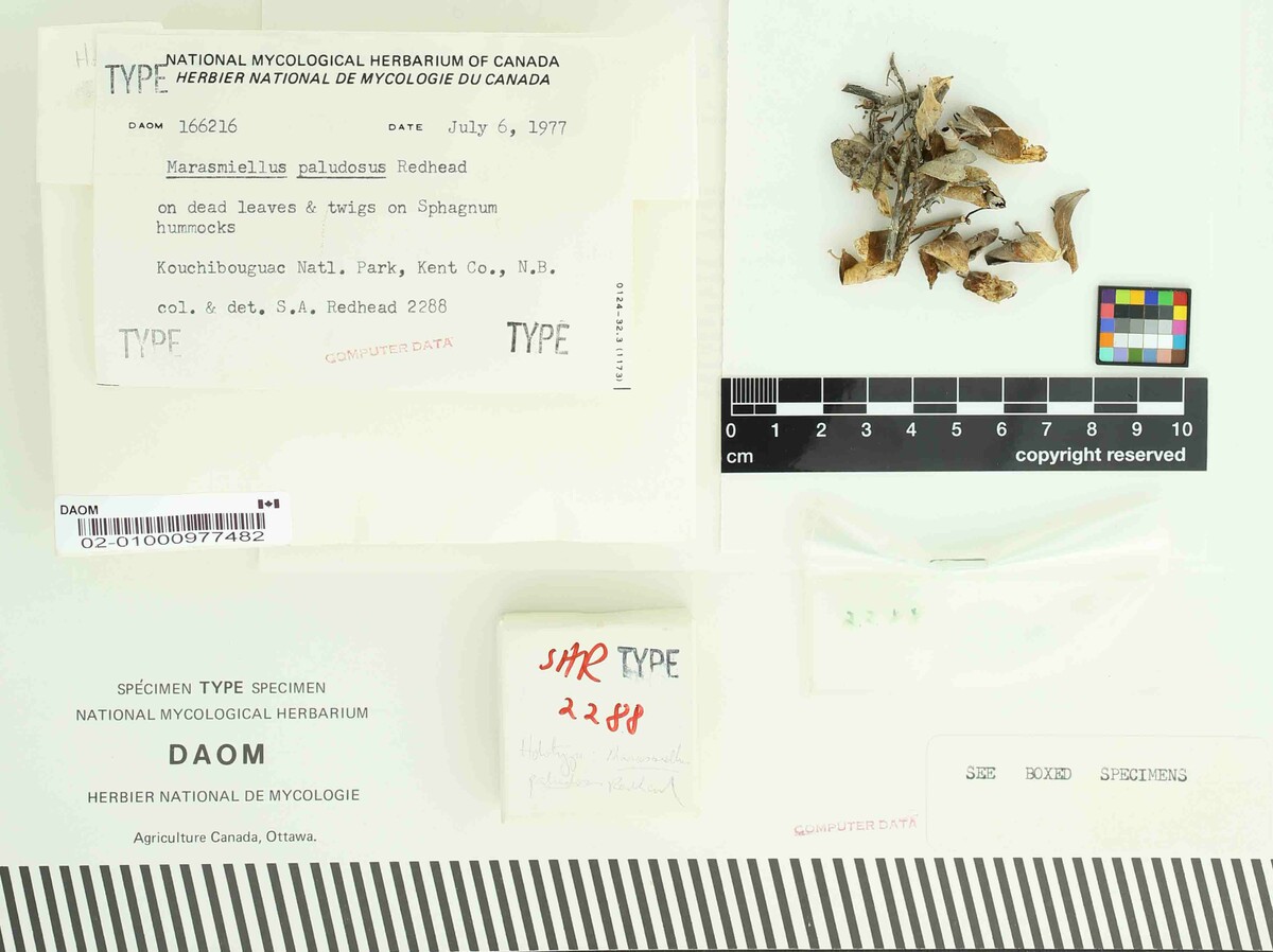 Marasmiellus paludosus image