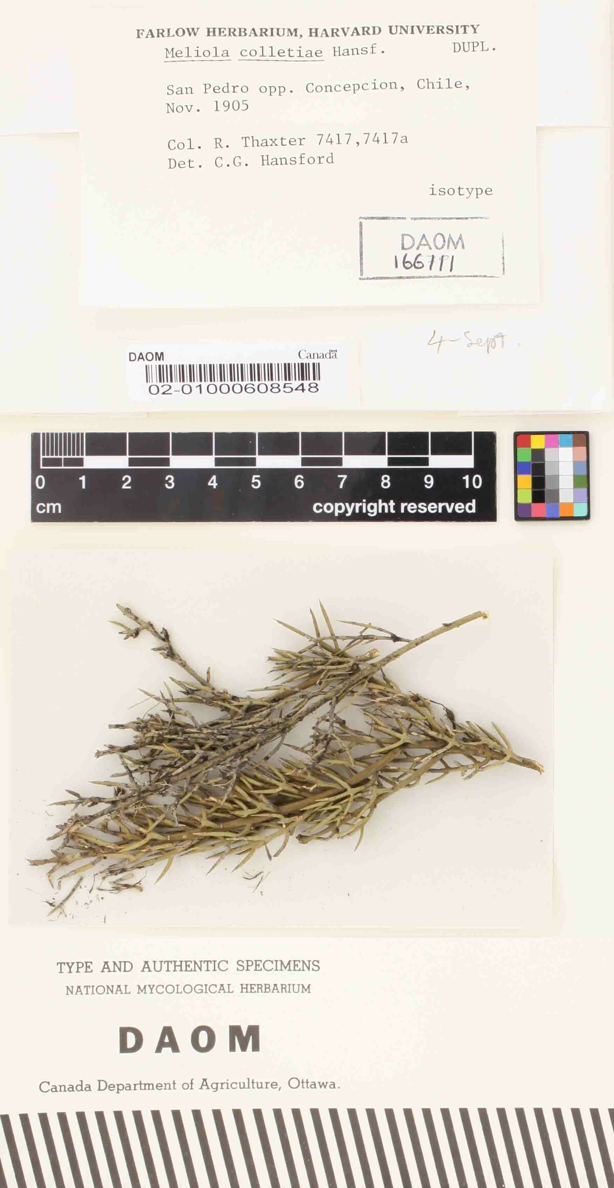 Meliola colletiae image