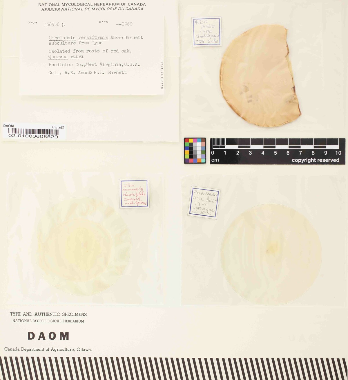 Umbelopsis versiformis image