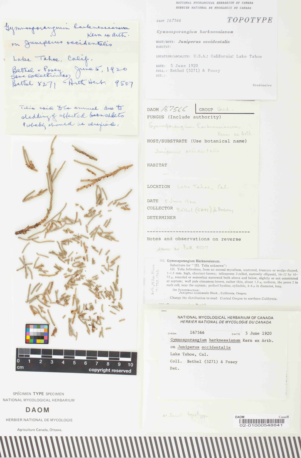 Gymnosporangium harknessianum image
