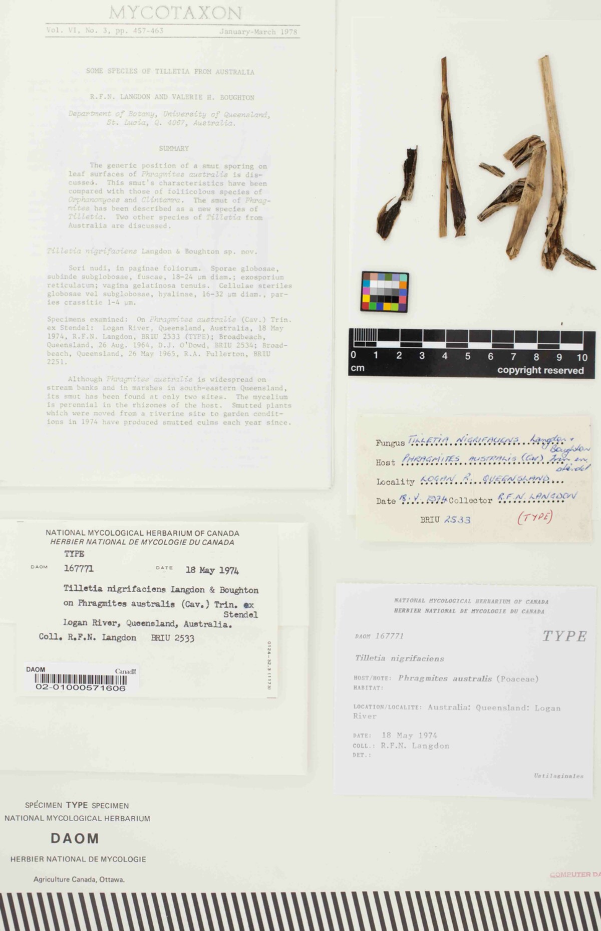 Tilletia nigrifaciens image