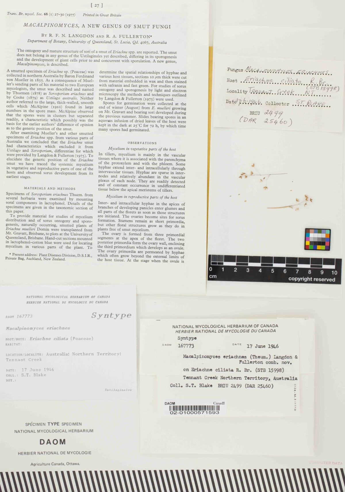 Macalpinomyces eriachnes image