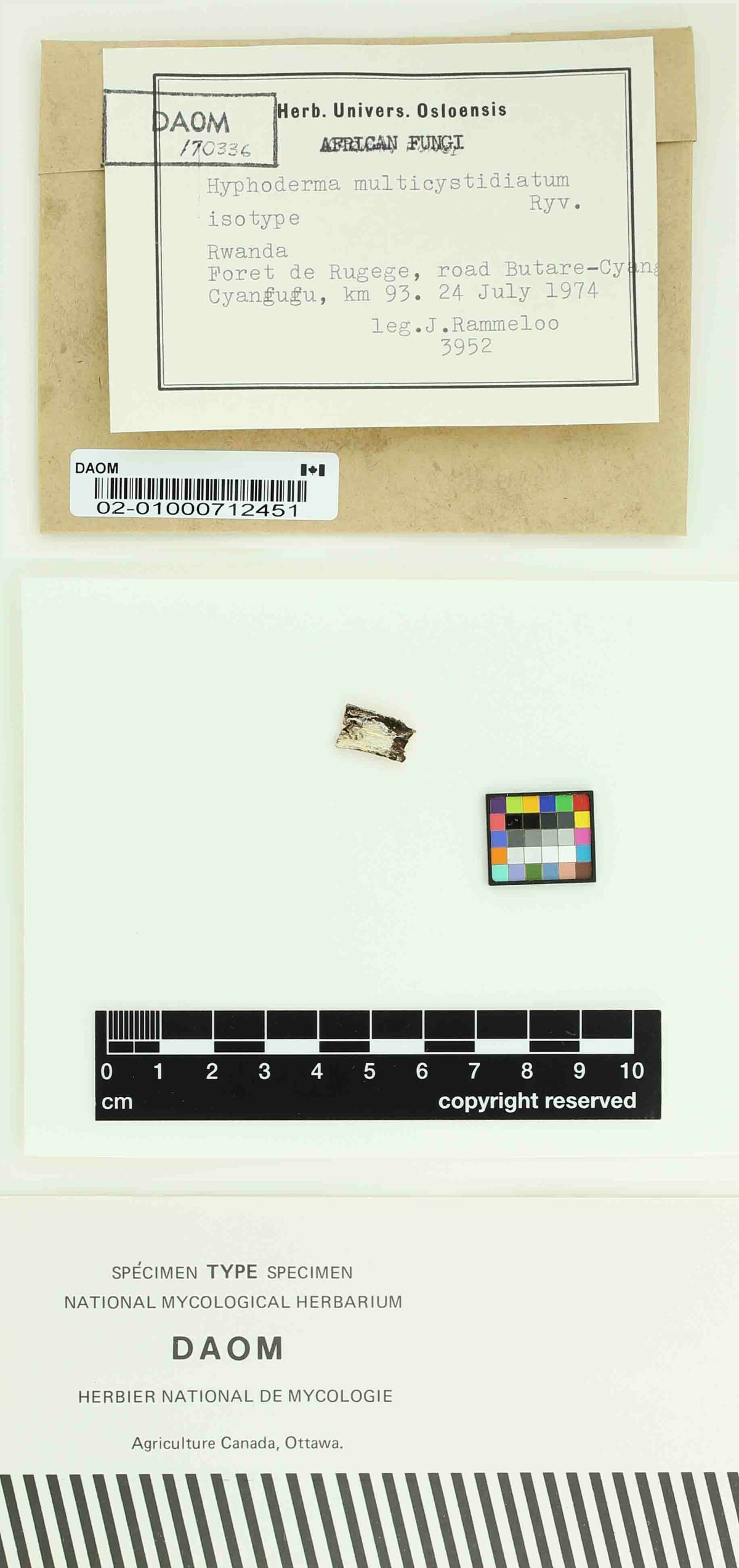 Hyphoderma multicystidiatum image