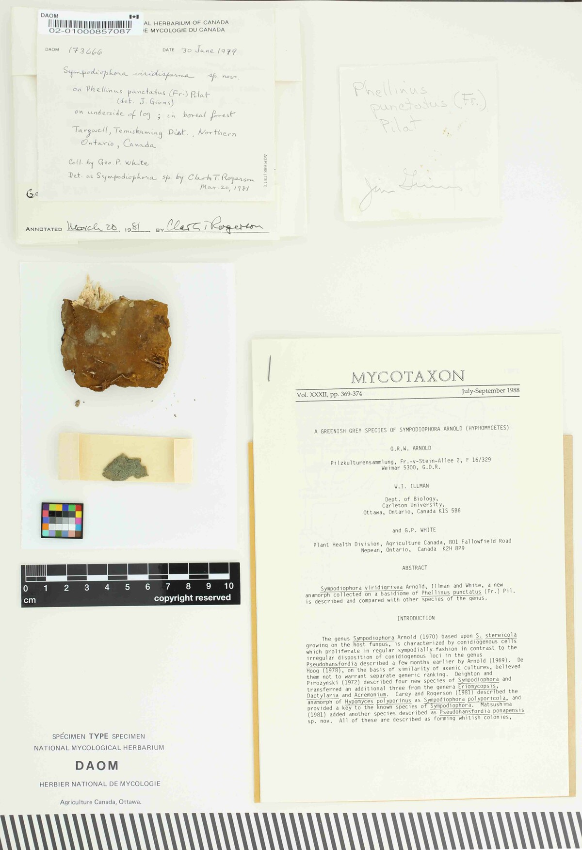 Sympodiophora viridigrisea image