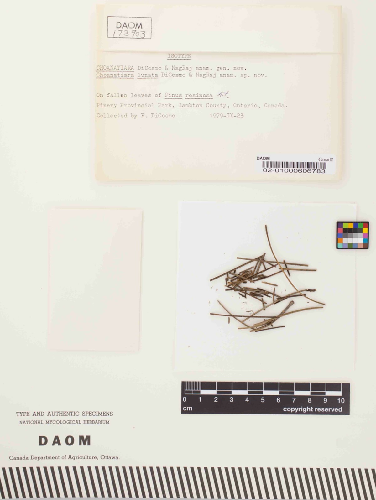 Choanatiara lunata image