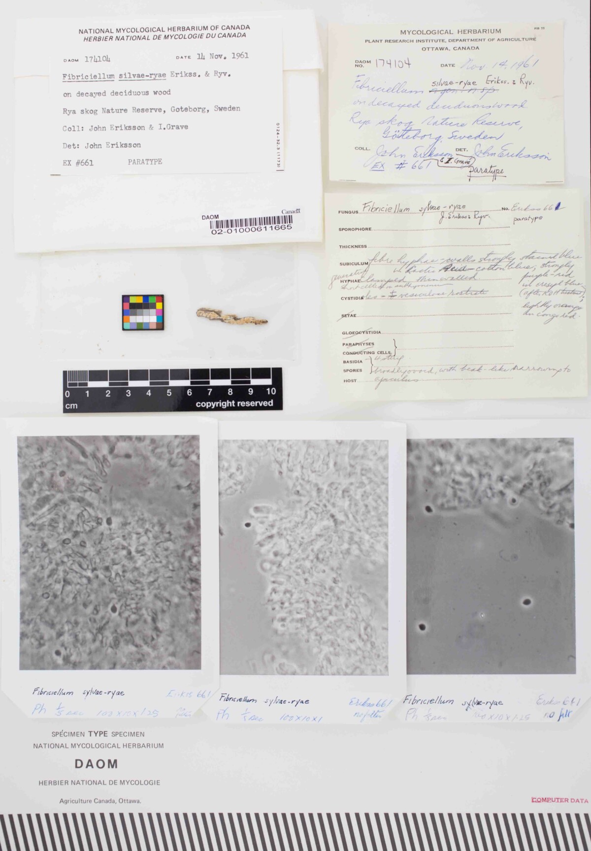 Fibriciellum silvae-ryae image