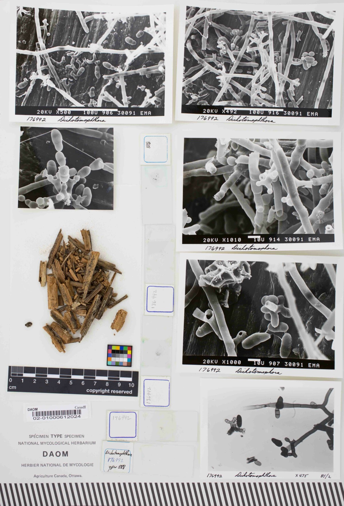 Dicholobodigitus niger image