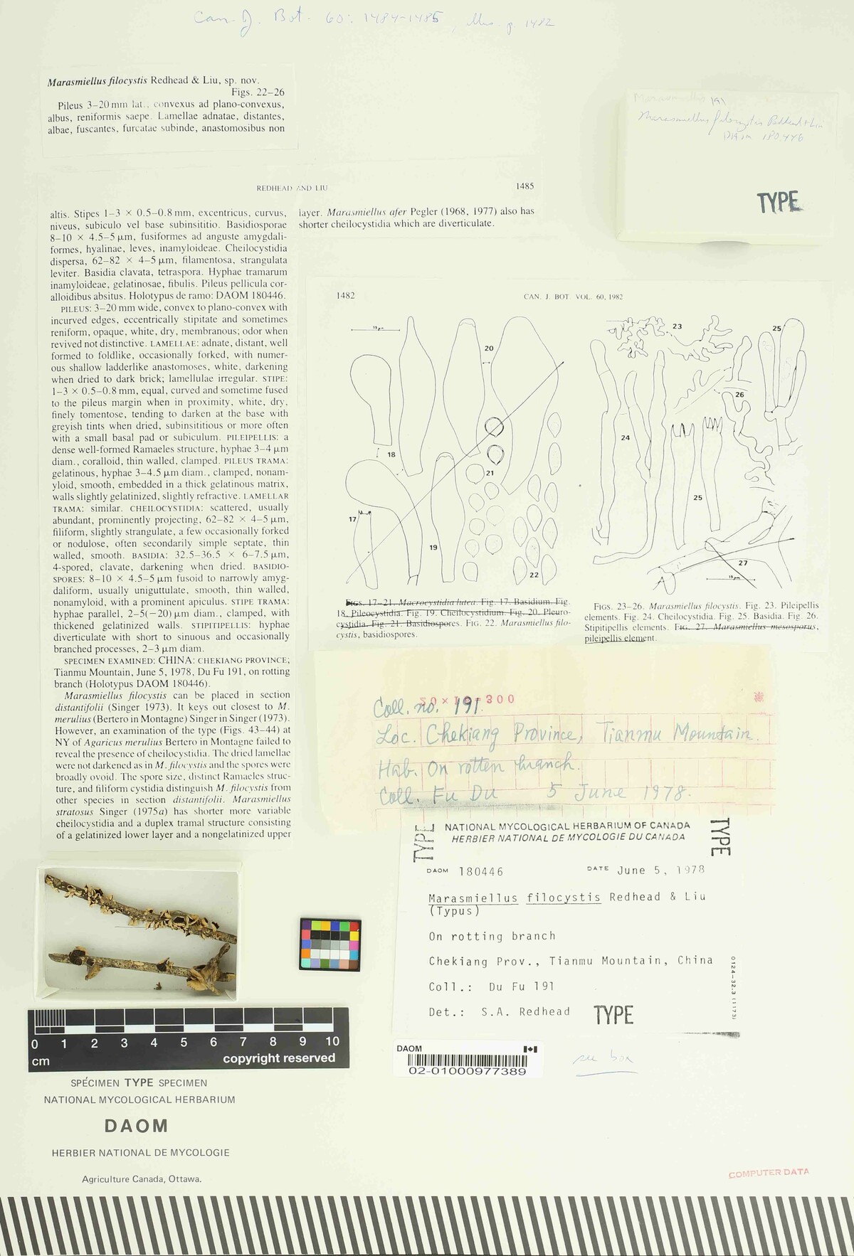 Marasmiellus filocystis image