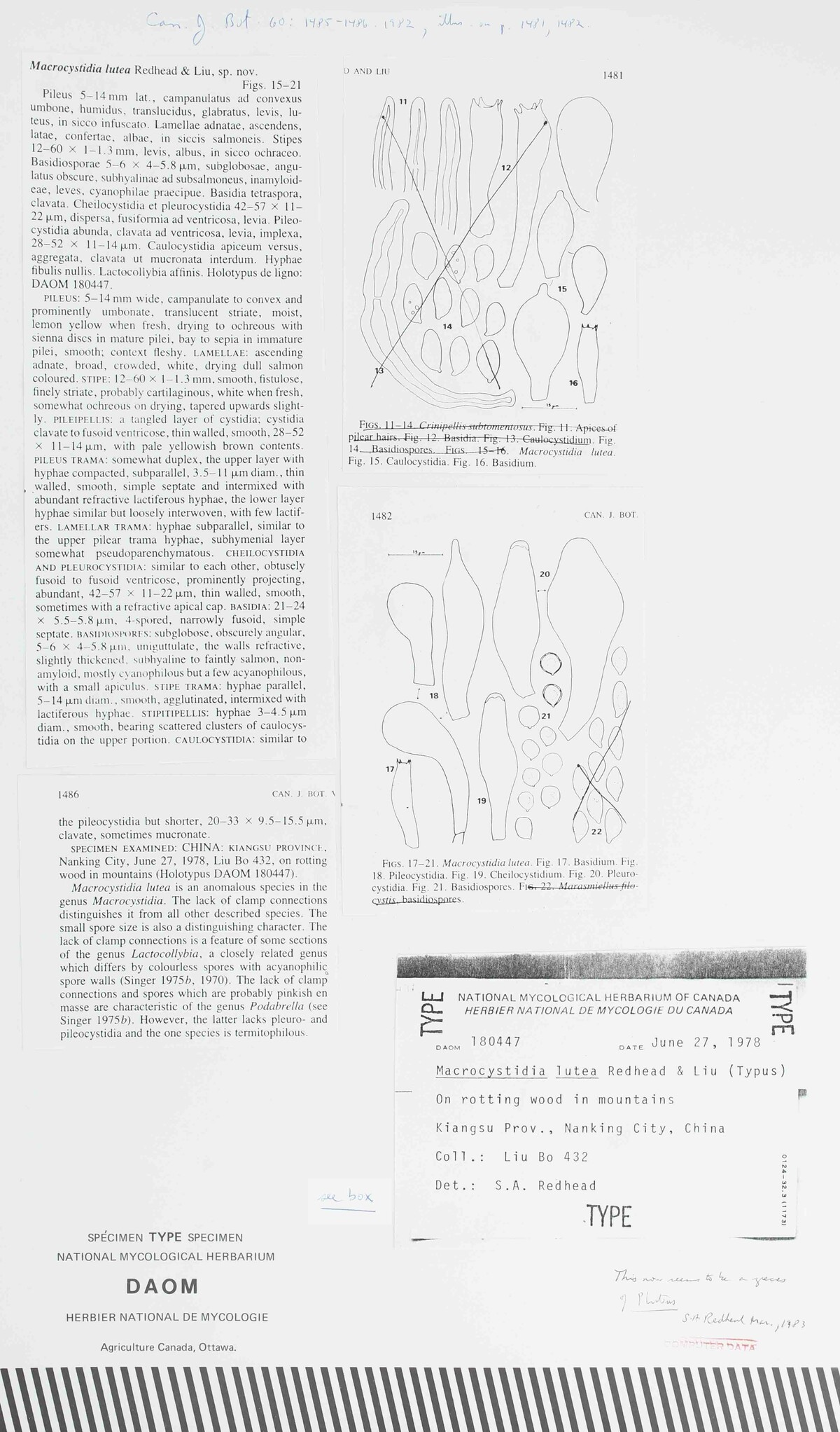 Macrocystidia lutea image