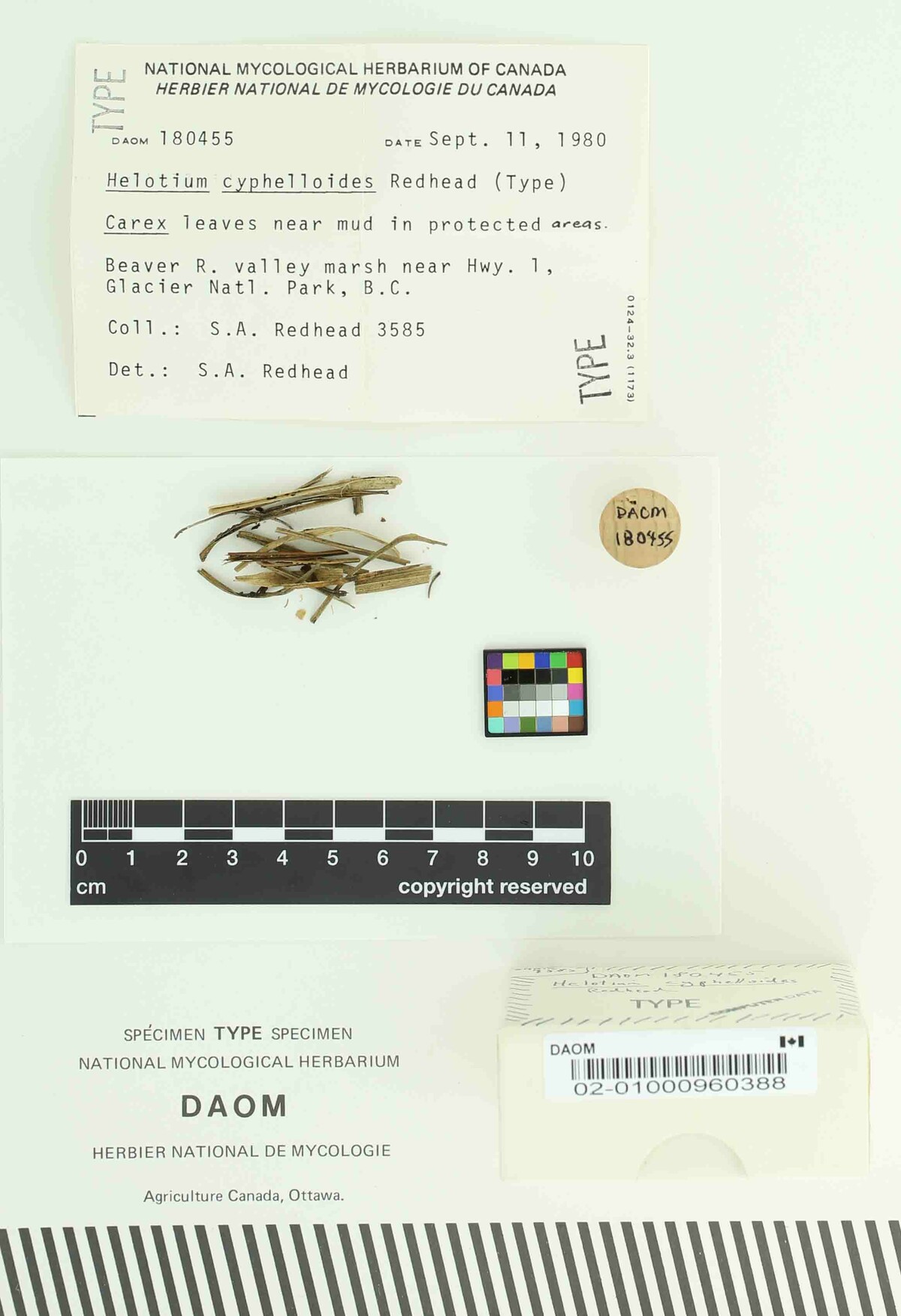 Helotium cyphelloides image