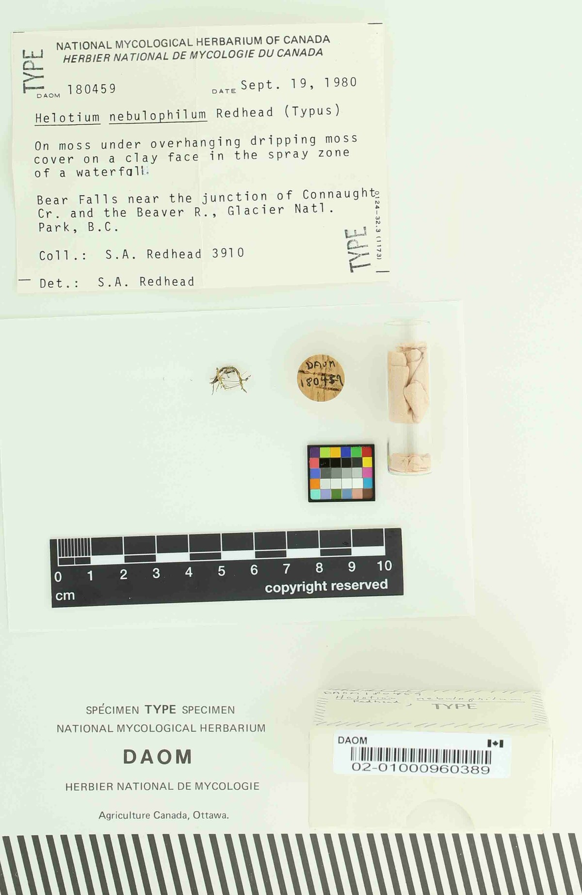 Helotium nebulophilum image