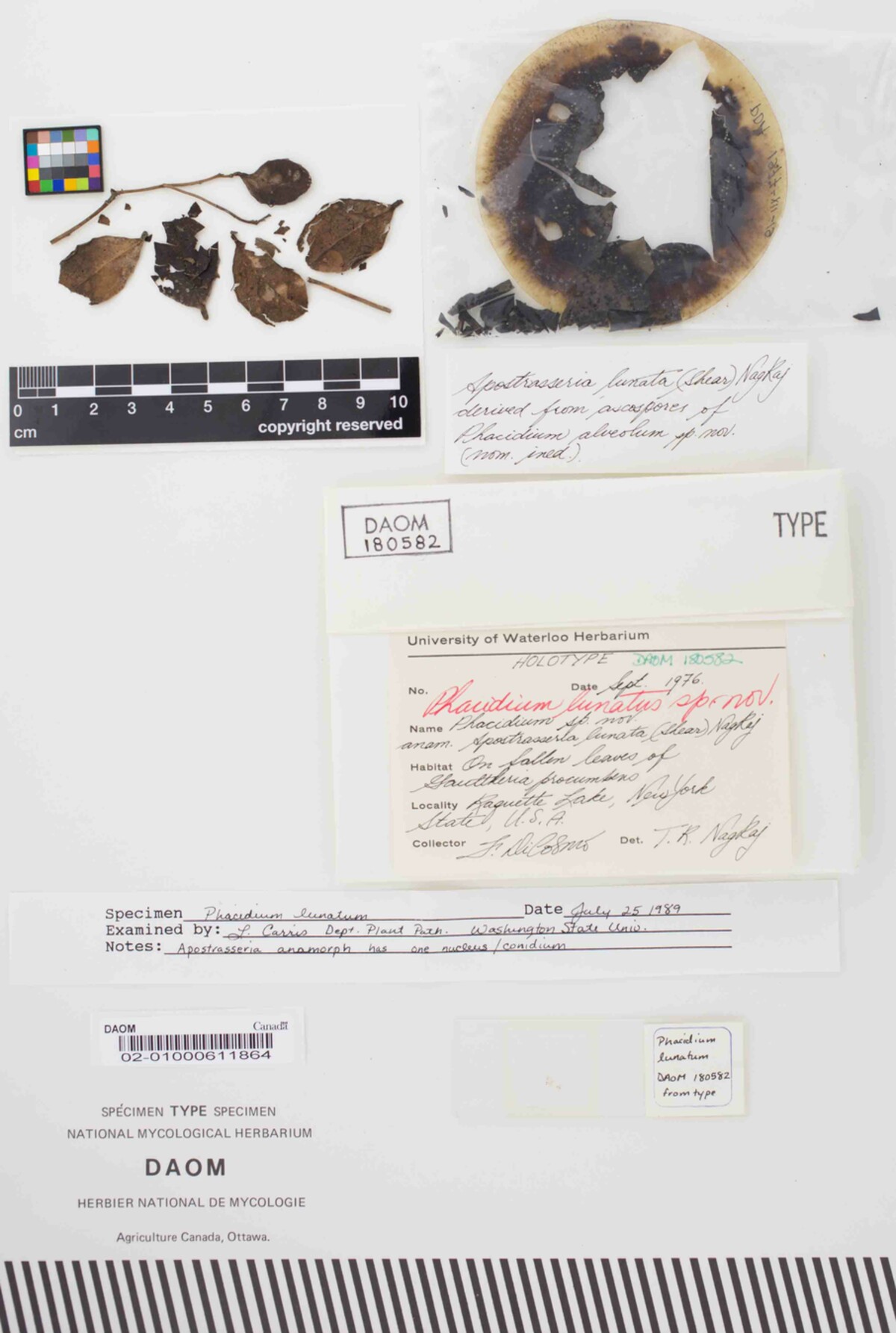Phacidium lunatus image