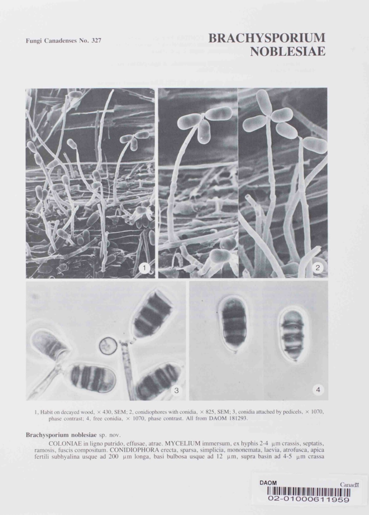 Brachysporium noblesiae image