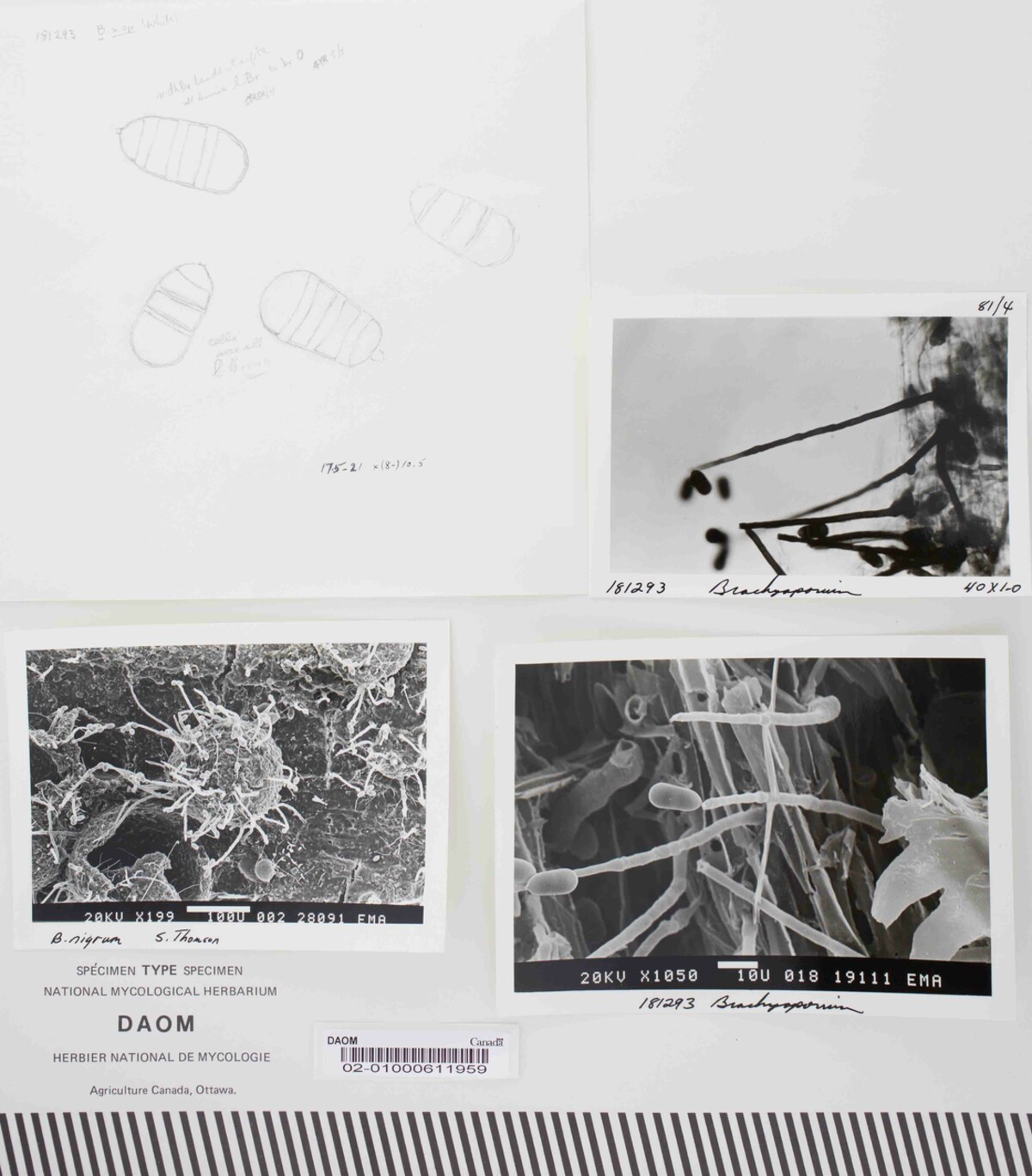 Brachysporium noblesiae image