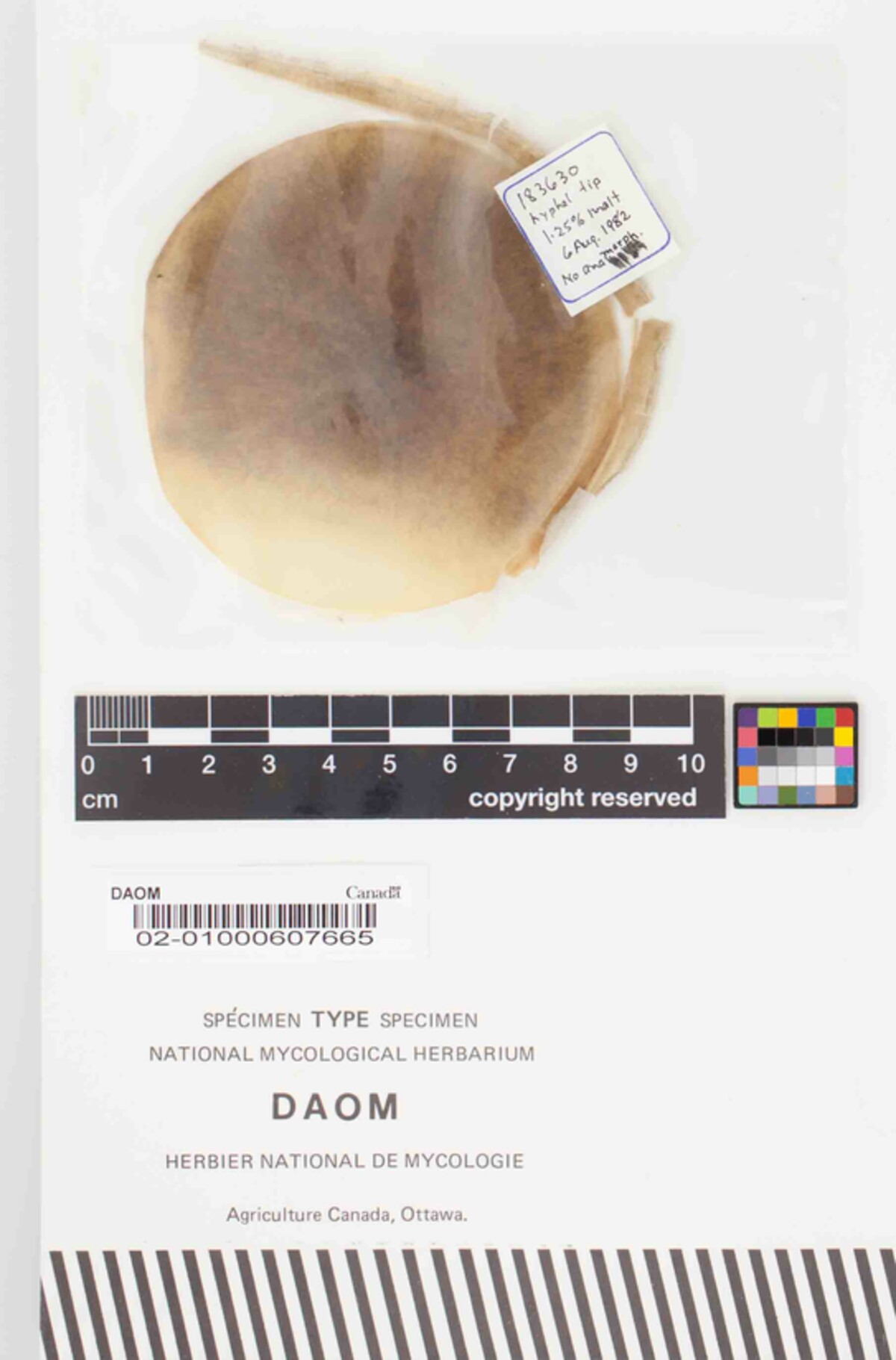 Leptosphaeria asclepiadis image