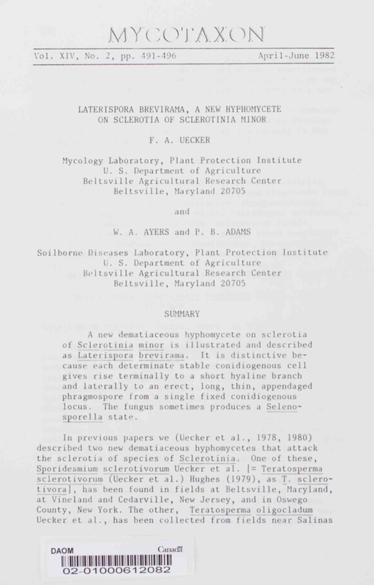Laterispora brevirama image